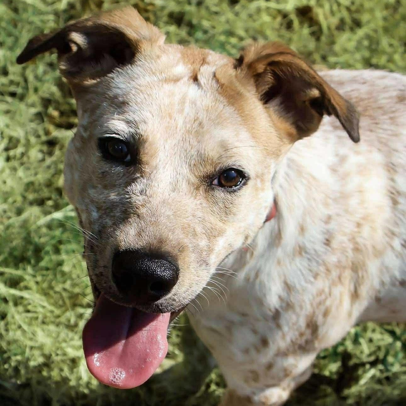 Jenny, a Adoptable mixed breed in Addison, IL image 3/6