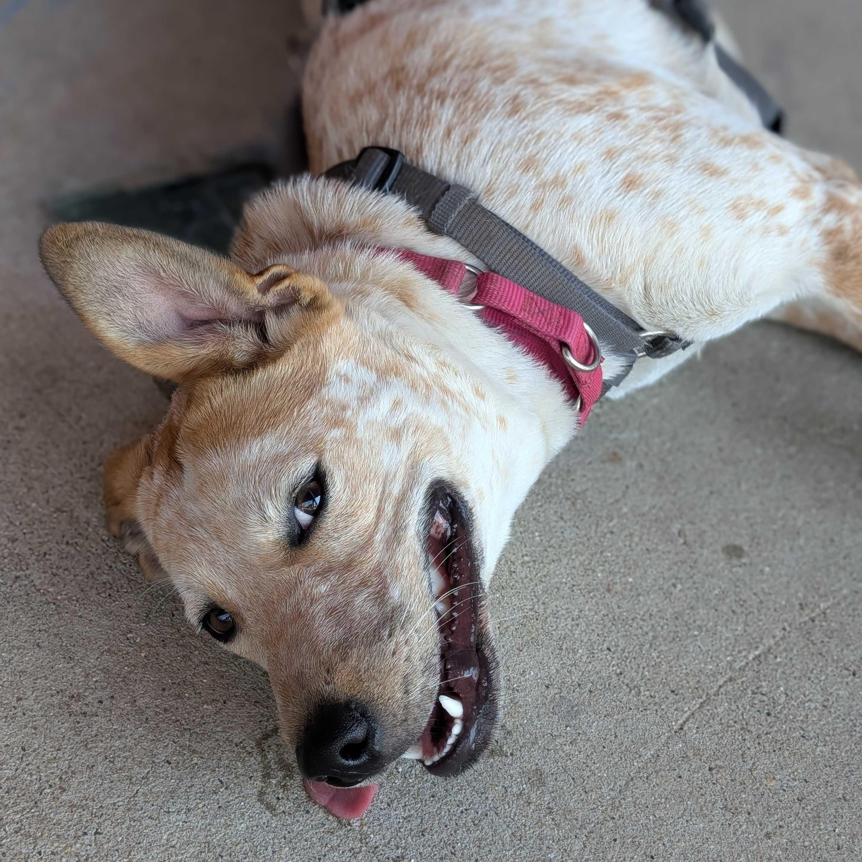 Jenny, a Adoptable mixed breed in Addison, IL image 5/6