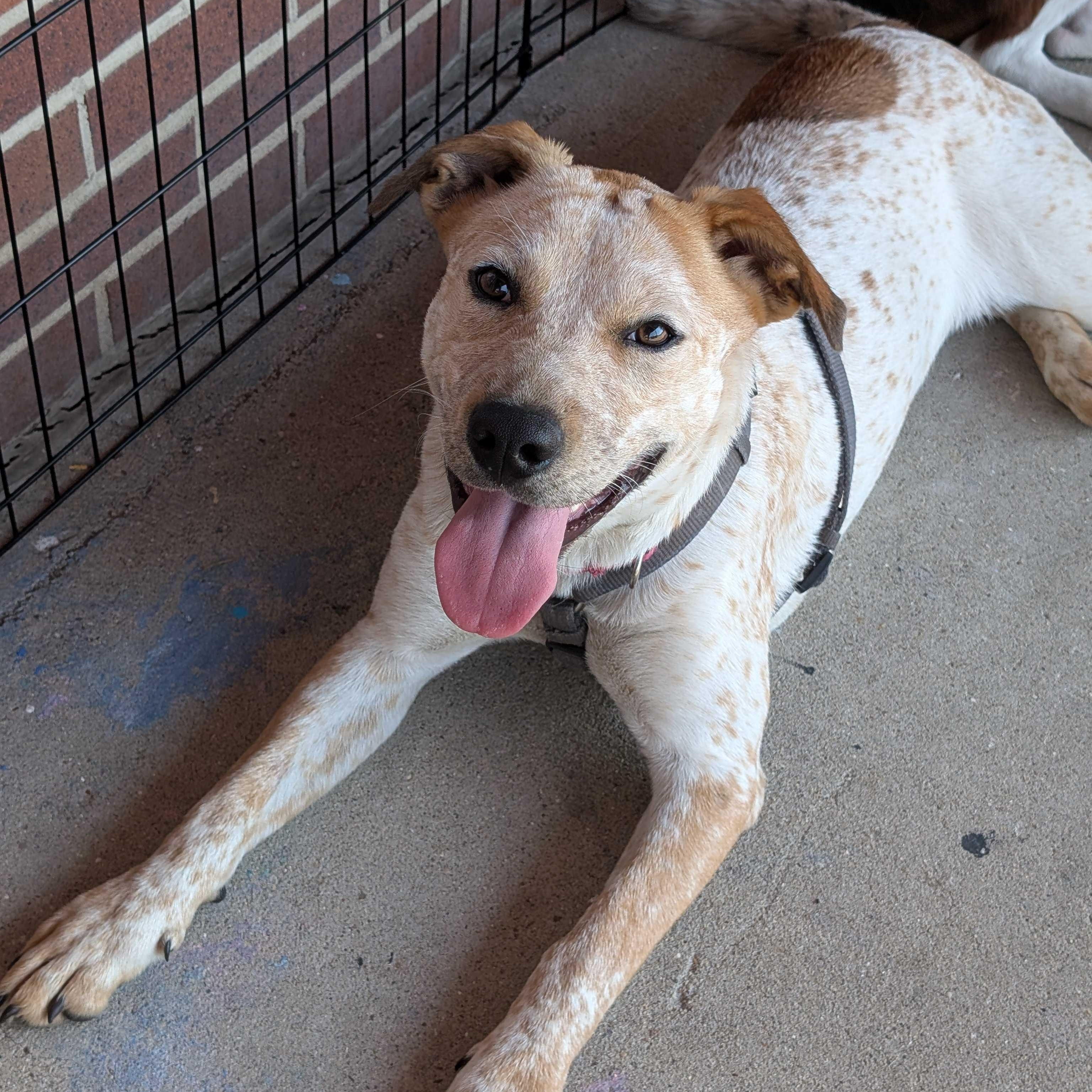 Jenny, Adoptable, Young Female Cattle Dog.