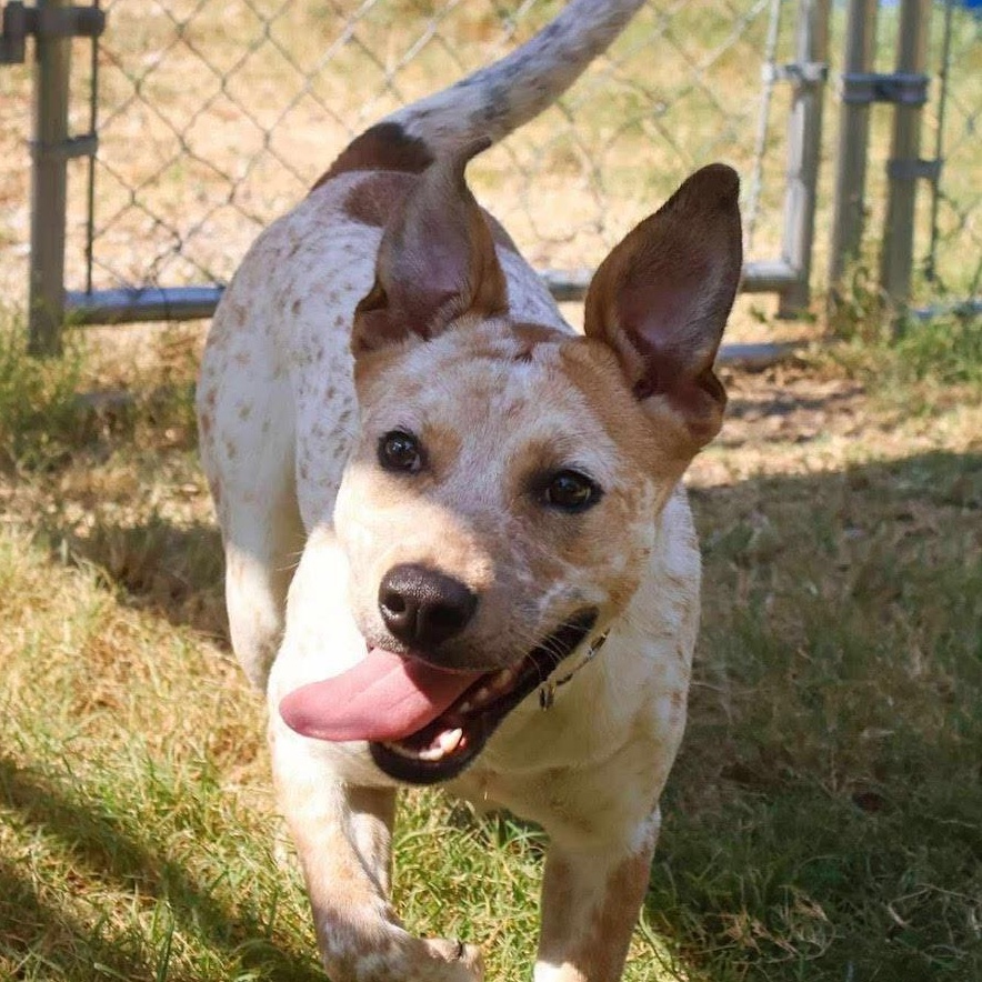 Jenny, a Adoptable mixed breed in Addison, IL image 2/6