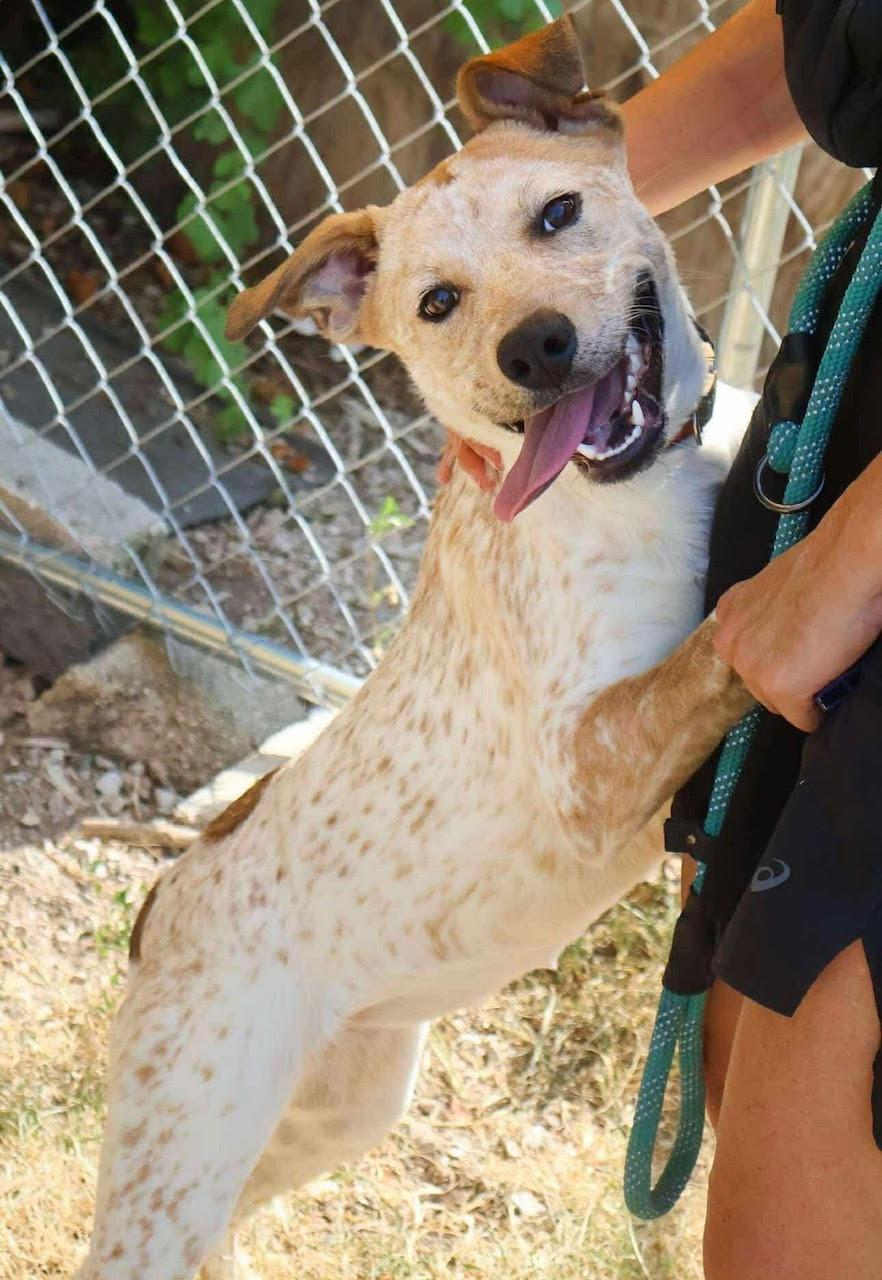 Jenny, a Adoptable mixed breed in Addison, IL image 4/6