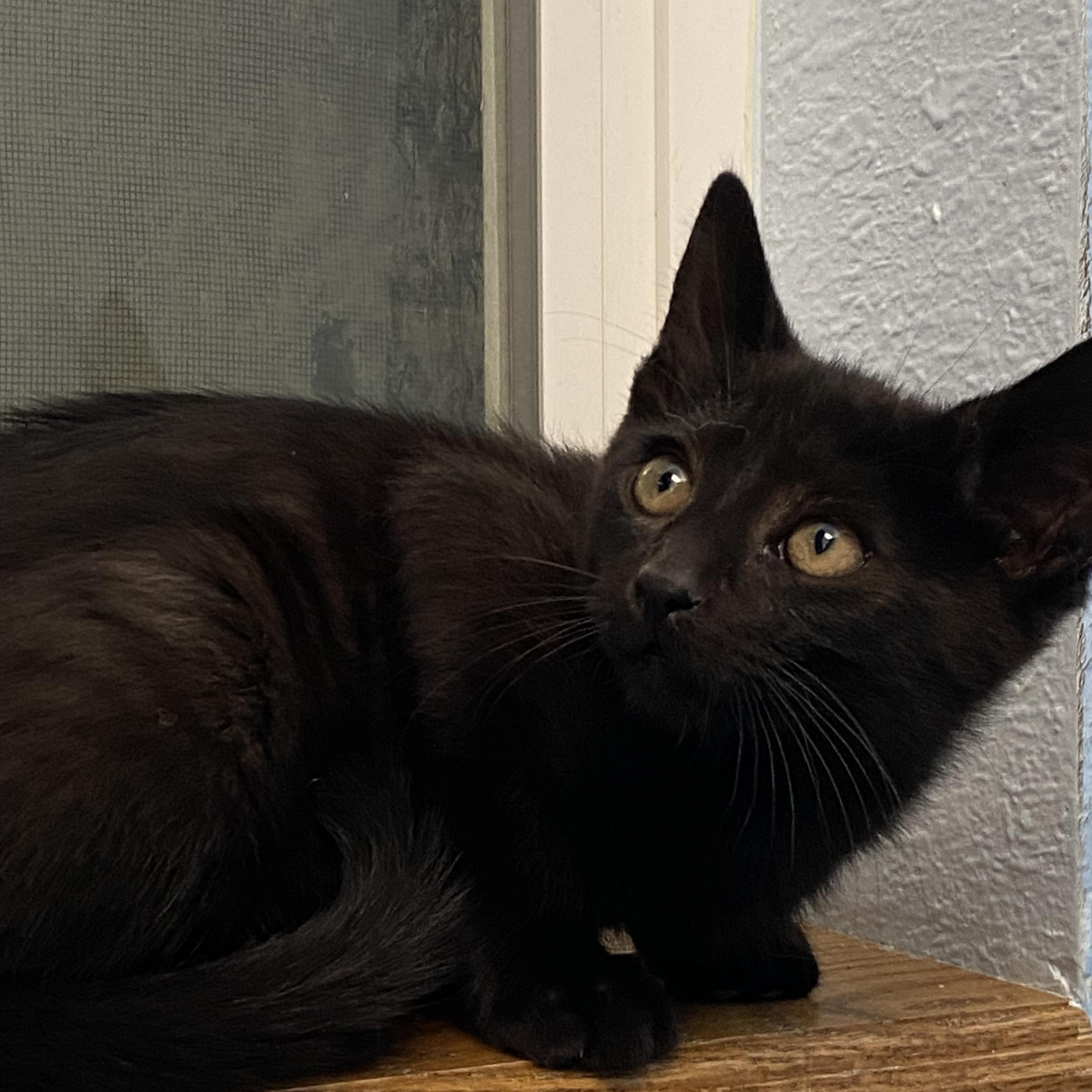 Enlarge Salem, a Adoptable Domestic Short Hair in Choteau, MT image 2/2