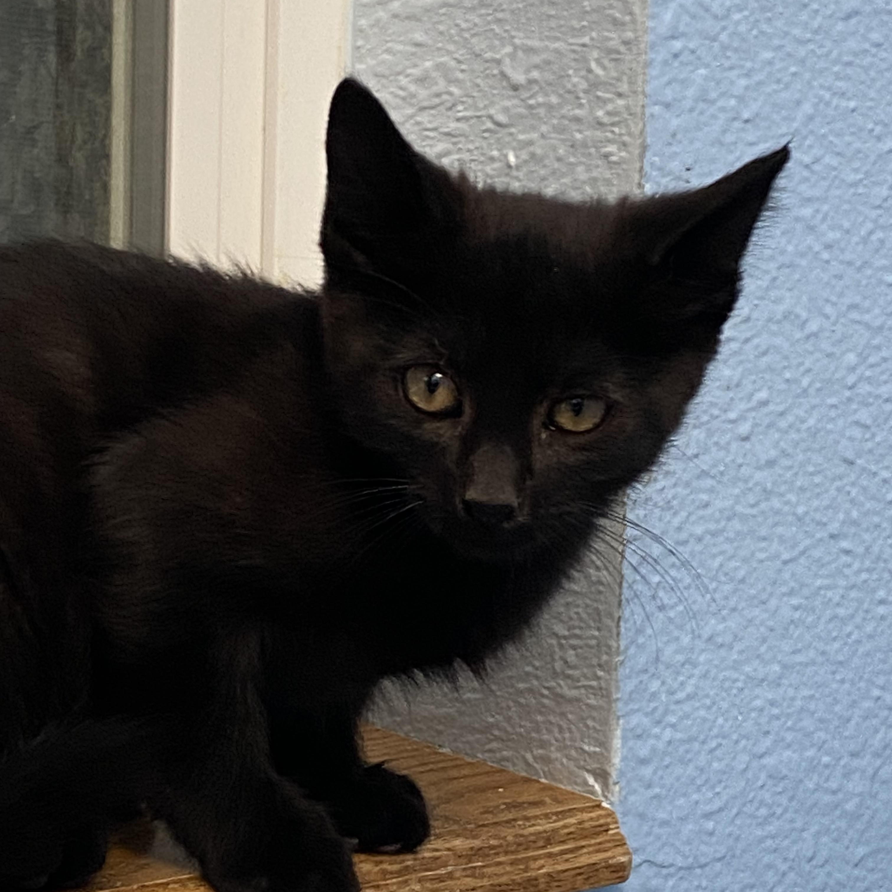 Enlarge Salem, a Adoptable Domestic Short Hair in Choteau, MT image 1/2