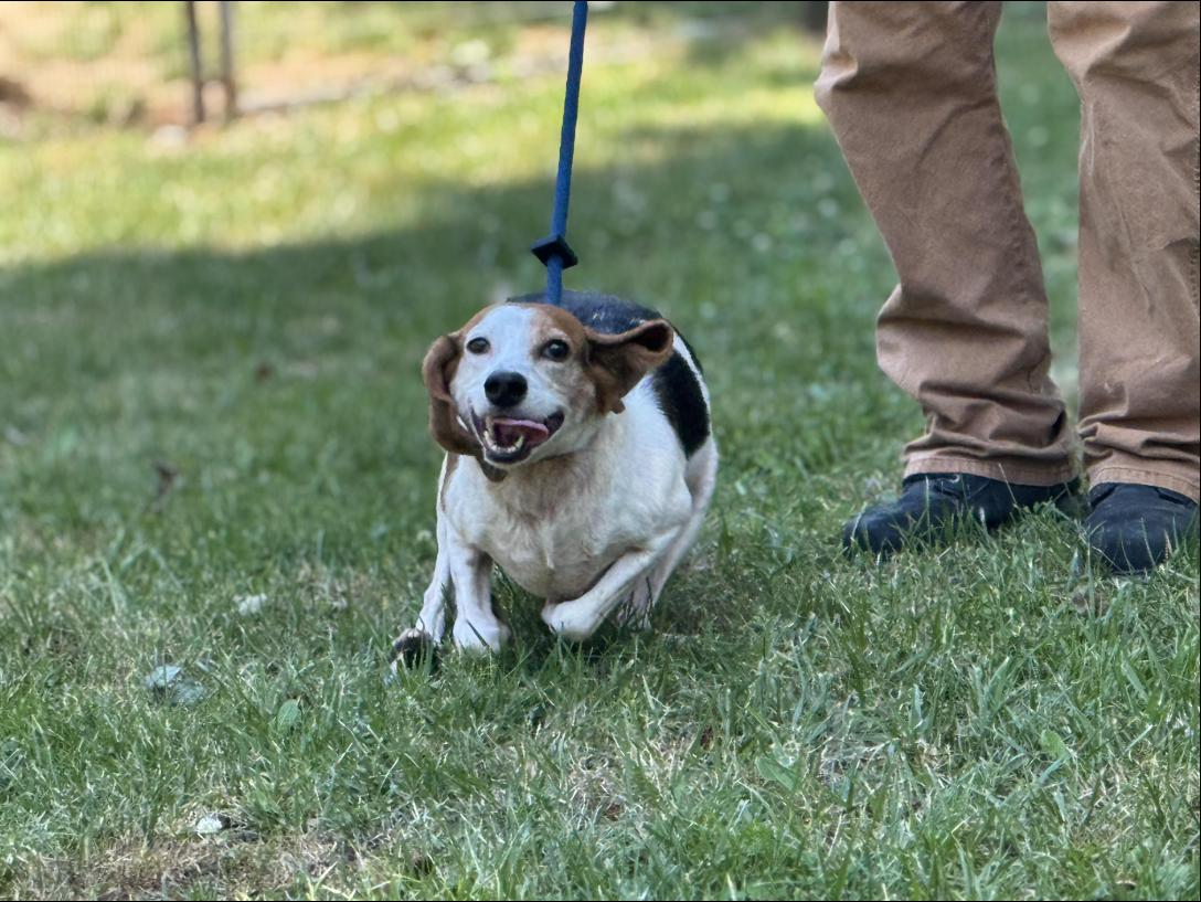 Olive, a ADOPTABLE Beagle in Richmond, VA image 5/6
