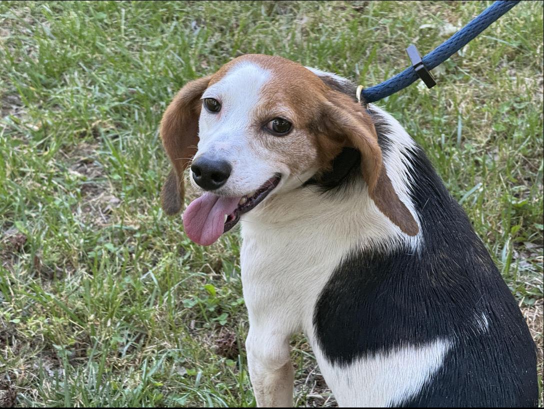 Olive, a ADOPTABLE Beagle in Richmond, VA image 2/6