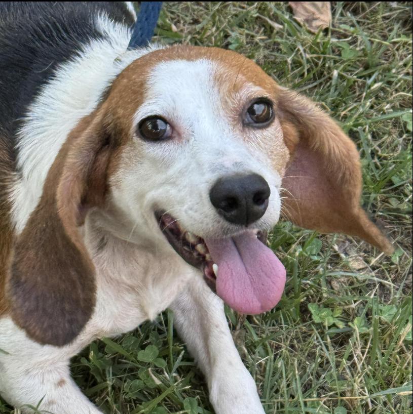 Olive, a ADOPTABLE Beagle in Richmond, VA image 3/6