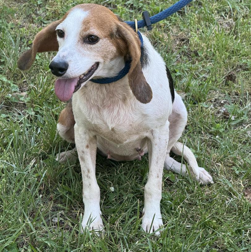 Olive, a ADOPTABLE Beagle in Richmond, VA image 6/6