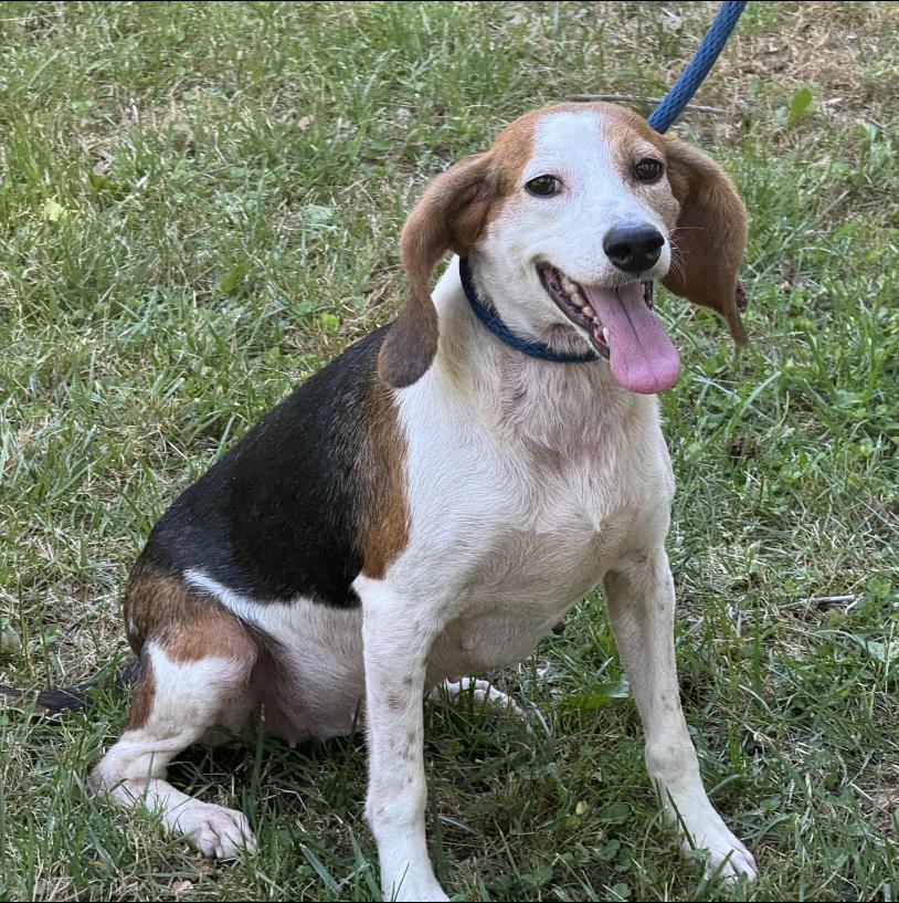Olive, a ADOPTABLE Beagle in Richmond, VA image 4/6