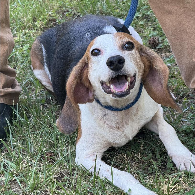 Olive, a ADOPTABLE Beagle in Richmond, VA image 1/6