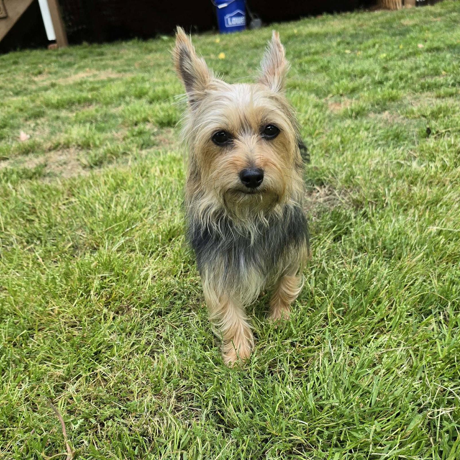 Cleo, Adopted, Young Female Yorkshire Terrier.