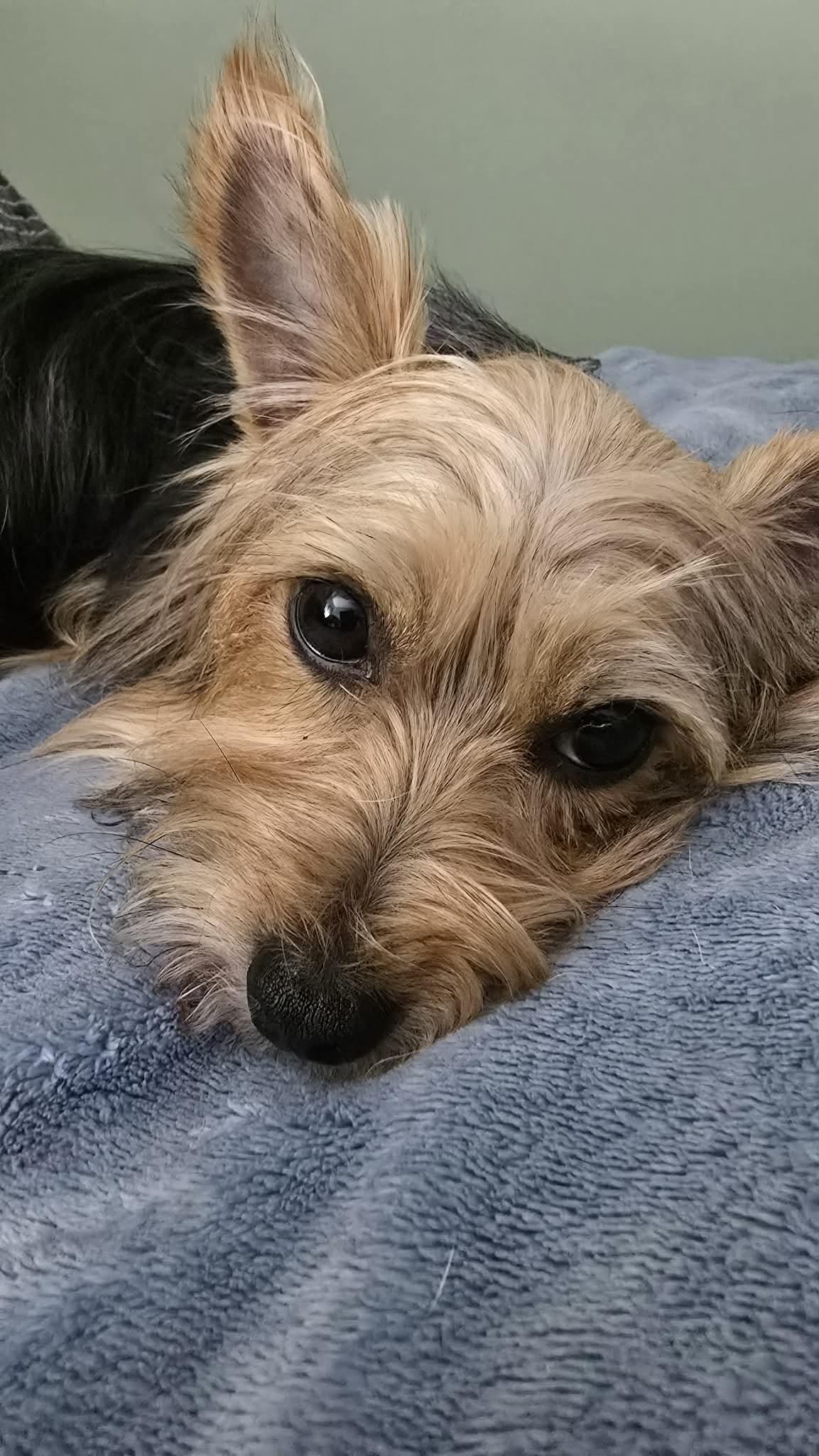 Enlarge Cleo, a Adopted Yorkshire Terrier in Greenville, SC image 2/3