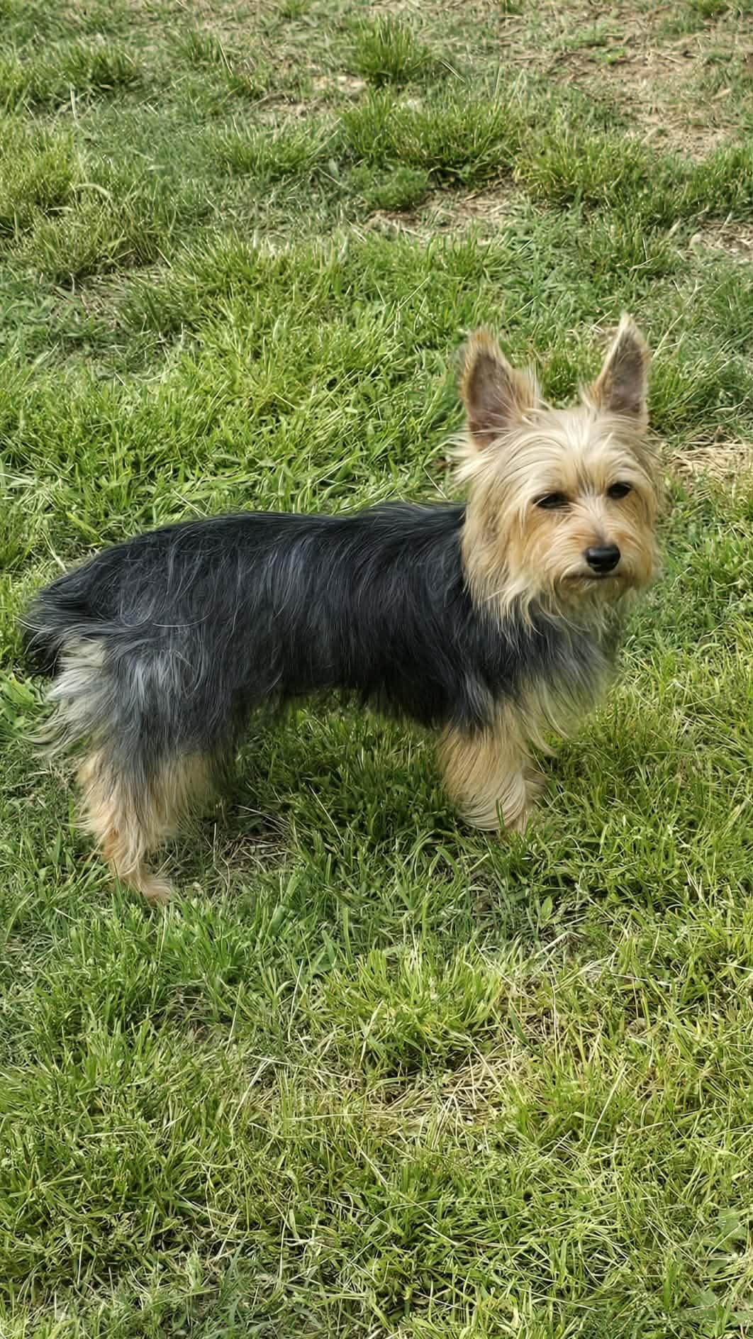 Enlarge Cleo, a Adopted Yorkshire Terrier in Greenville, SC image 3/3