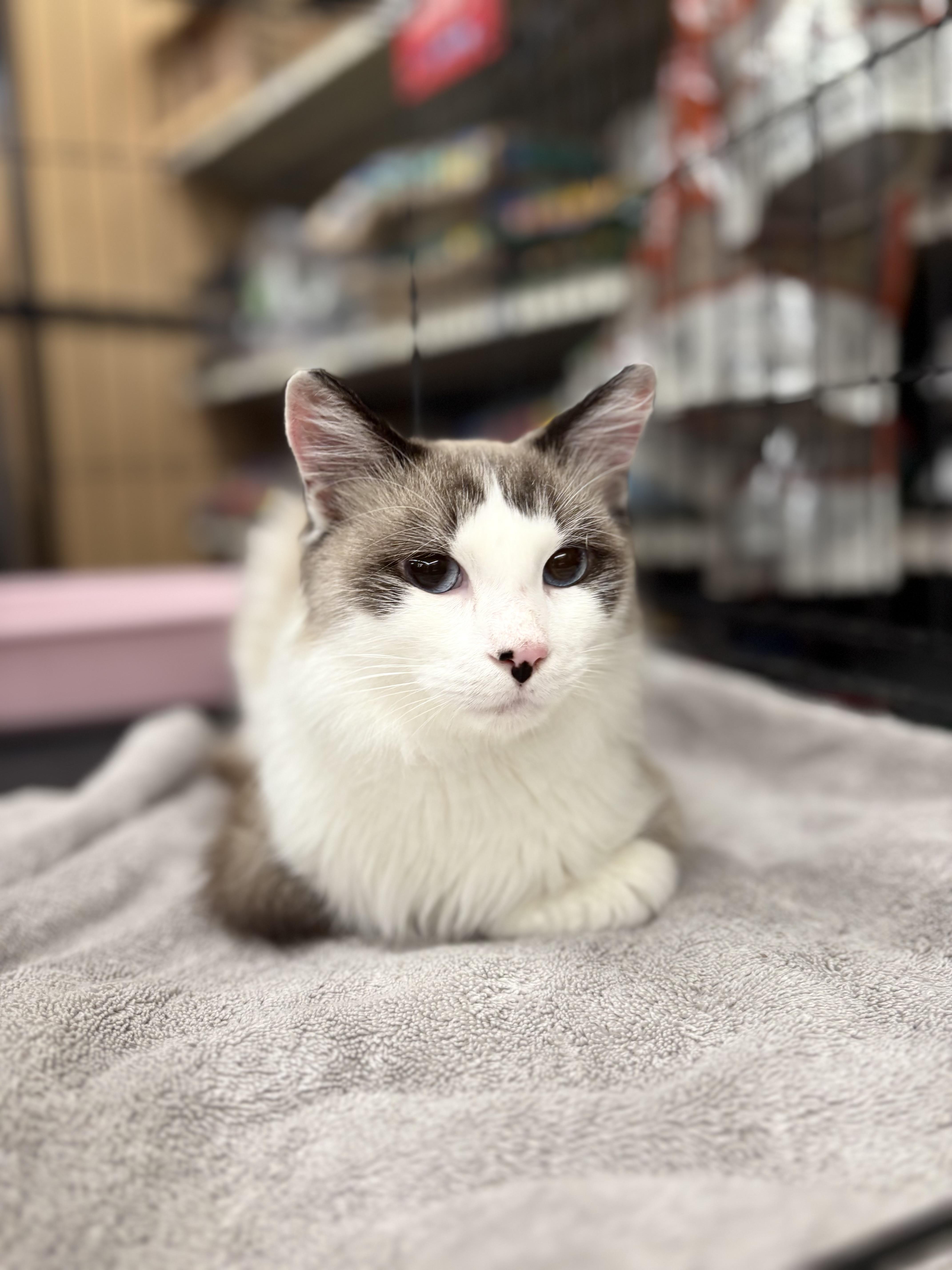 Figuro, Adopted, Kitten Male Ragdoll.