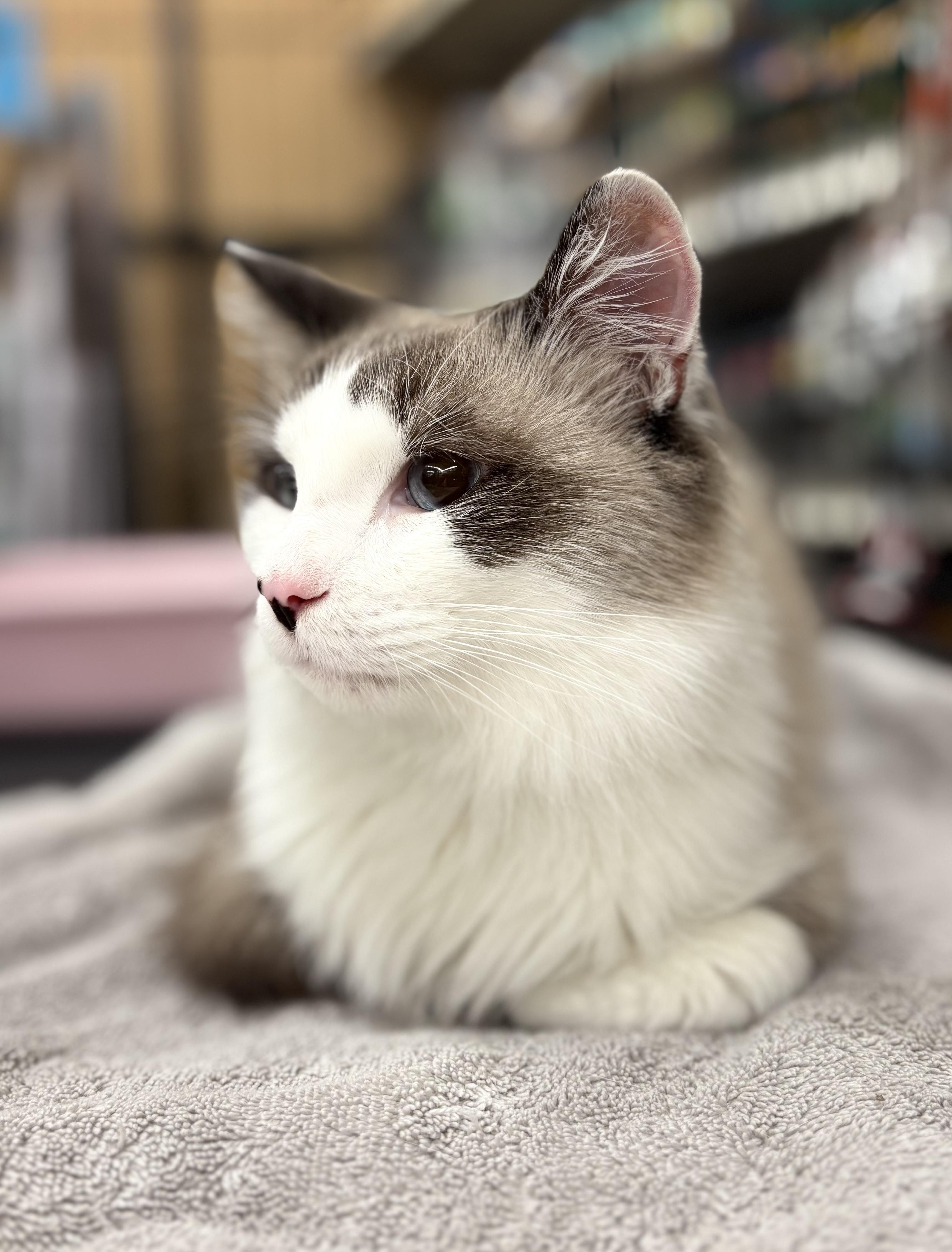 Figuro, a Adopted Ragdoll in SCOTTSDALE, AZ image 2/5