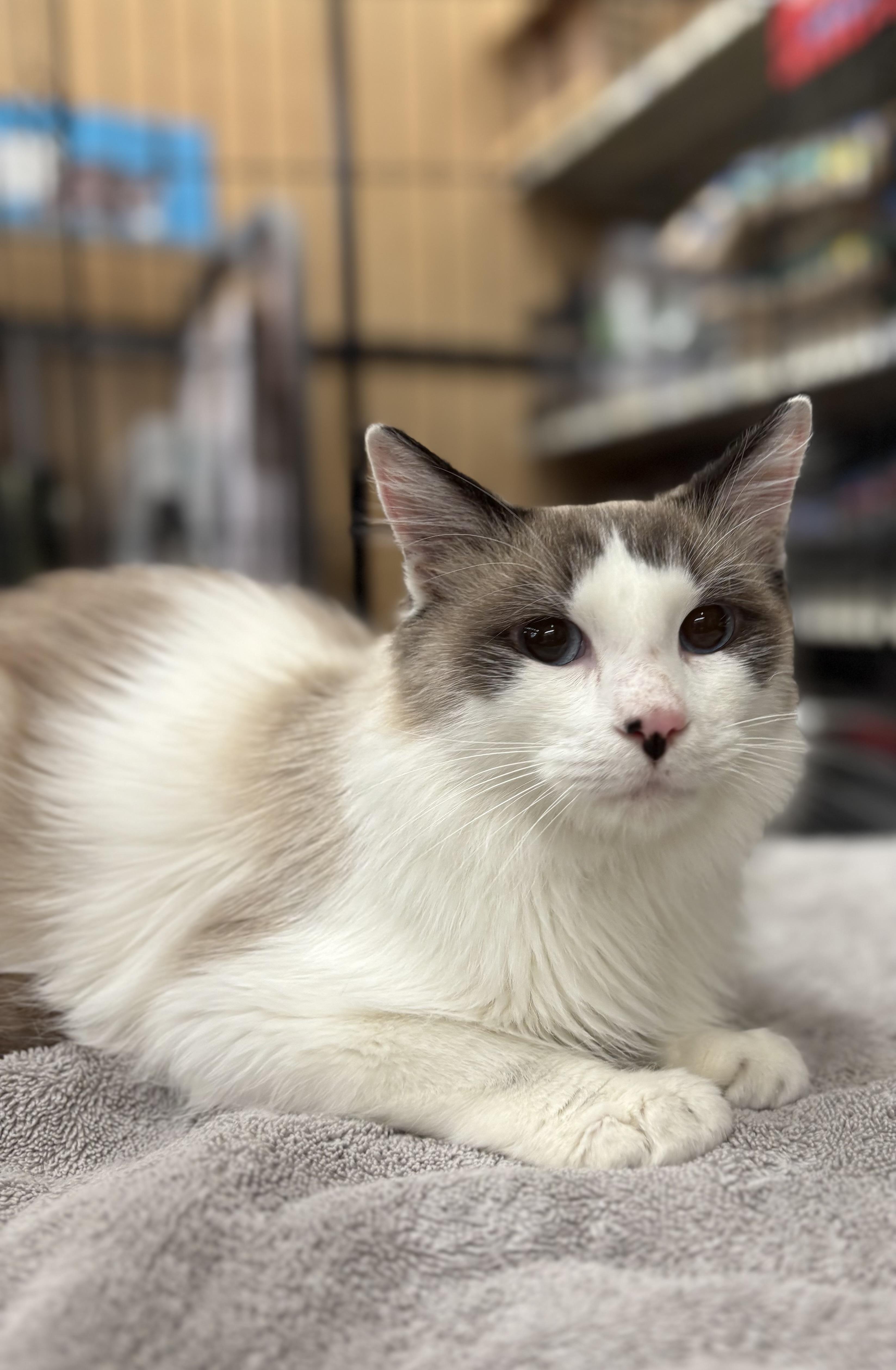 Figuro, a Adopted Ragdoll in SCOTTSDALE, AZ image 3/5