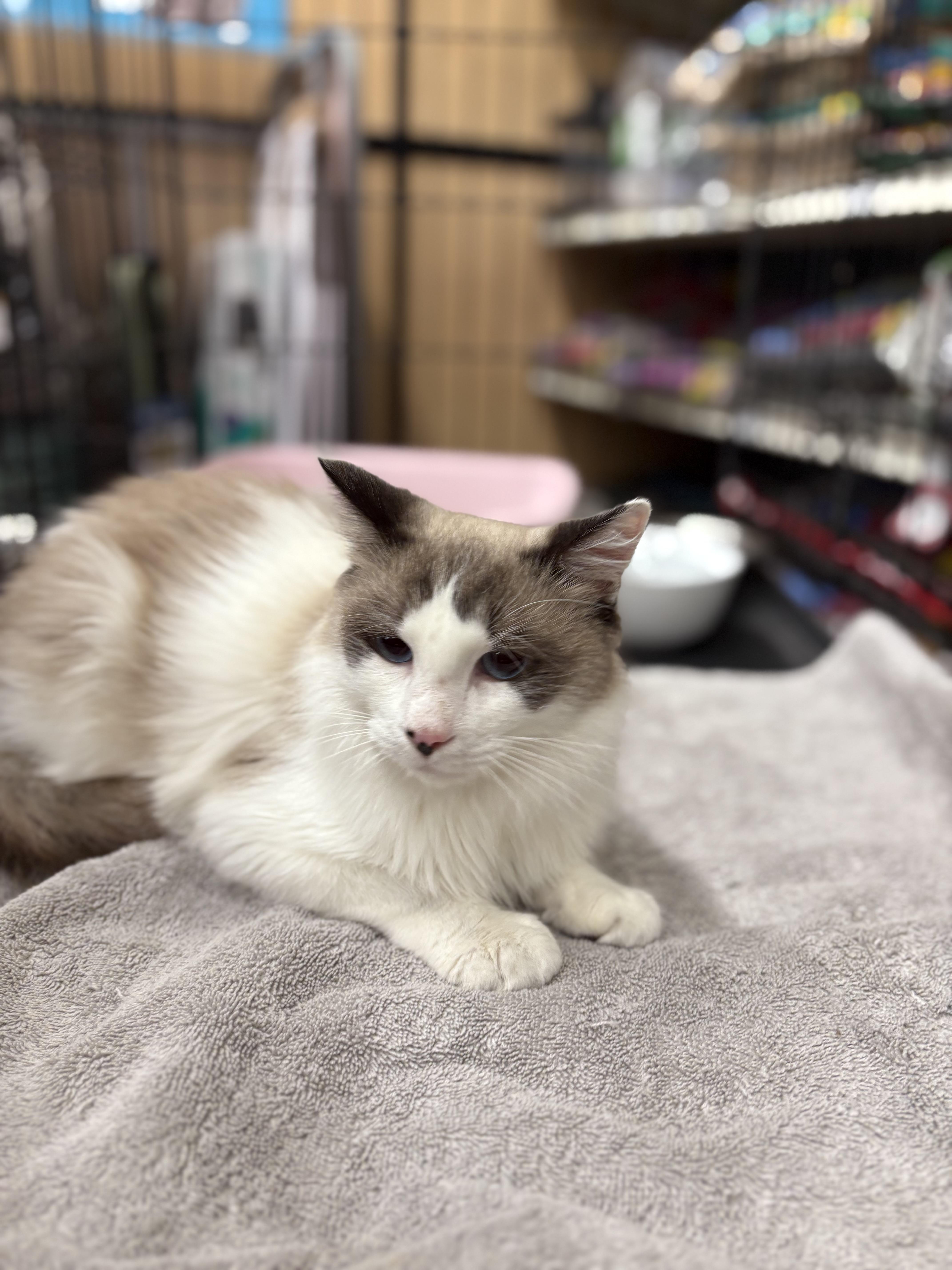 Figuro, a Adopted Ragdoll in SCOTTSDALE, AZ image 4/5