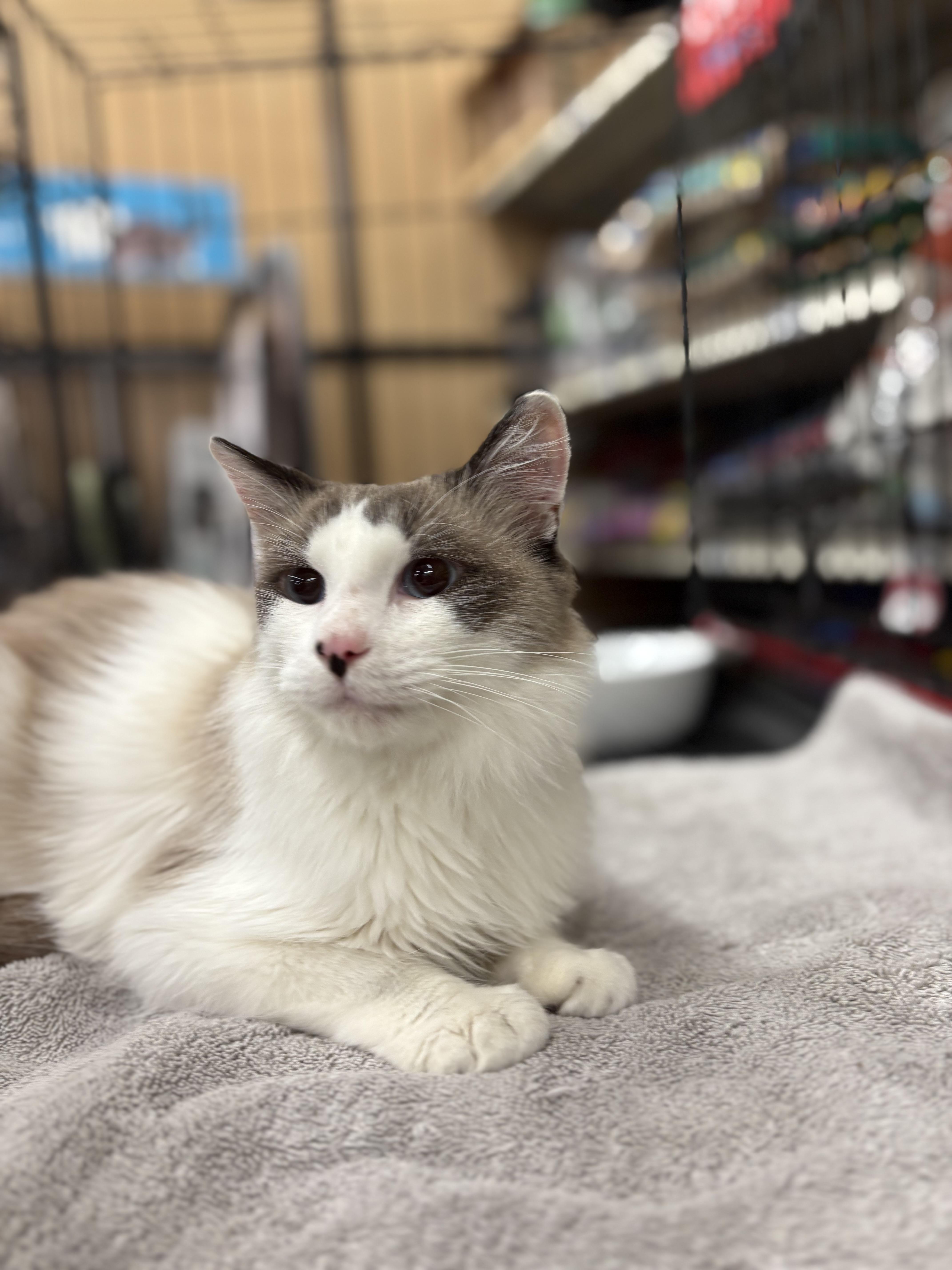 Figuro, a Adopted Ragdoll in SCOTTSDALE, AZ image 5/5