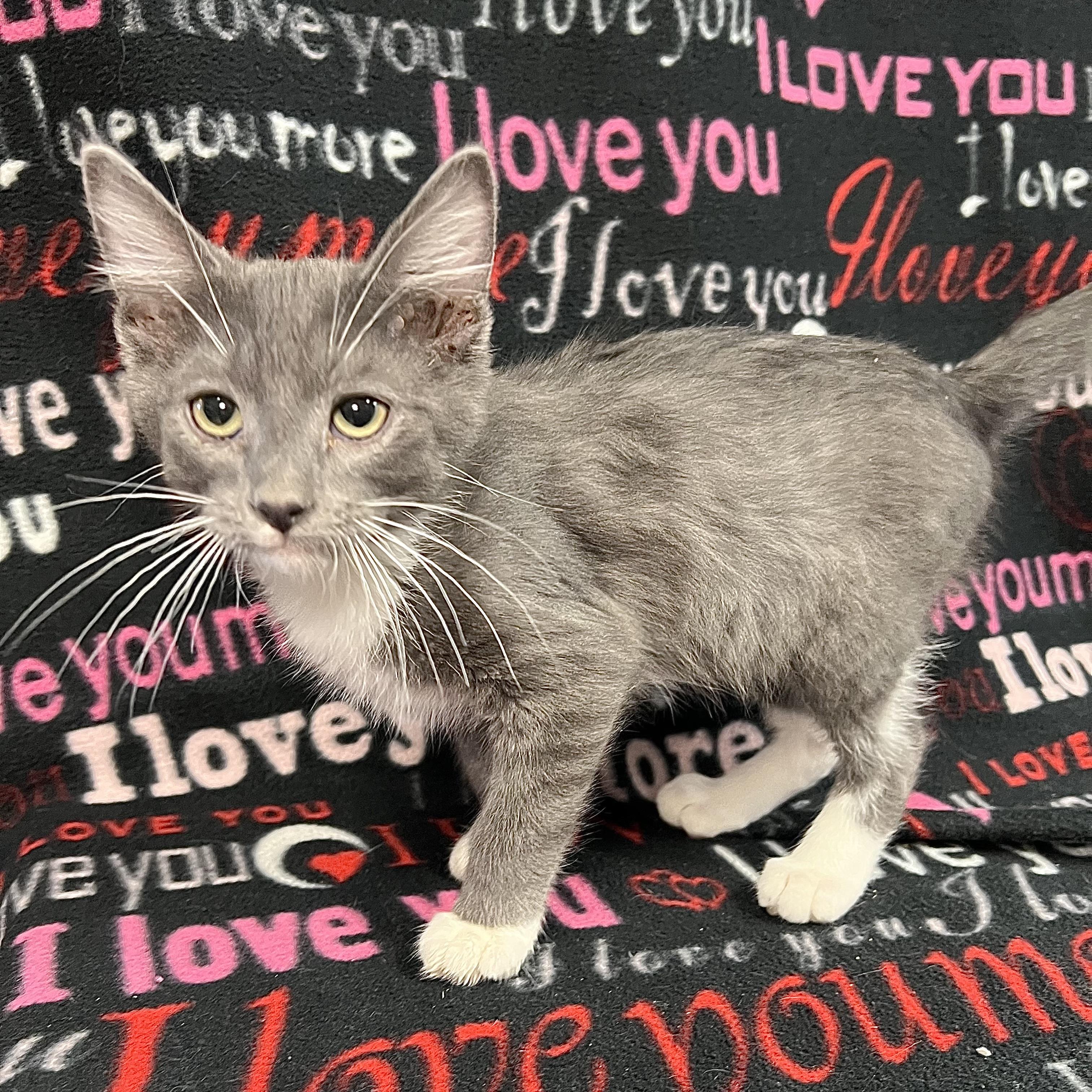 Enlarge Icepop, a ADOPTABLE Domestic Medium Hair in Fairmont, MN image 4/5