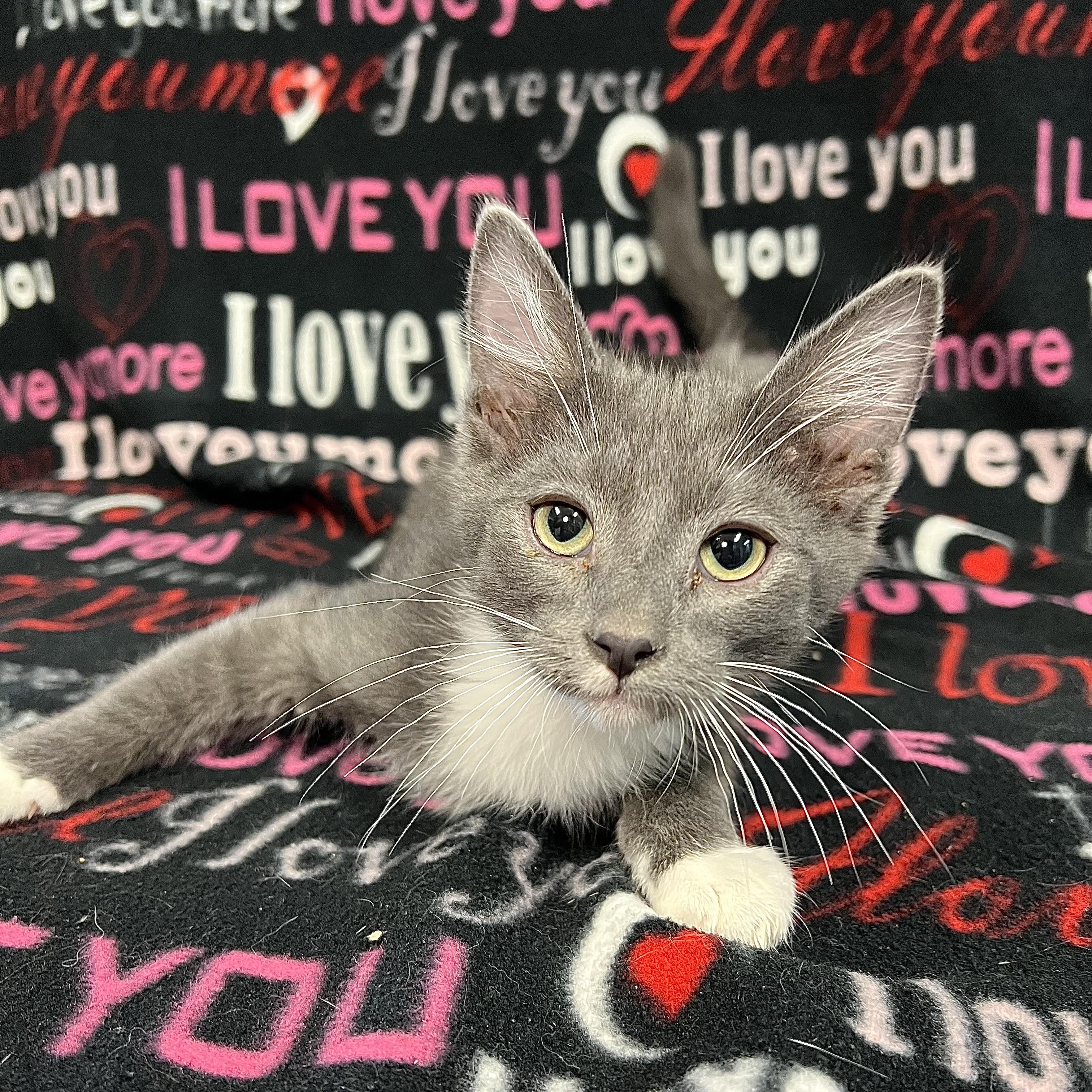 Enlarge Icepop, a ADOPTABLE Domestic Medium Hair in Fairmont, MN image 3/5