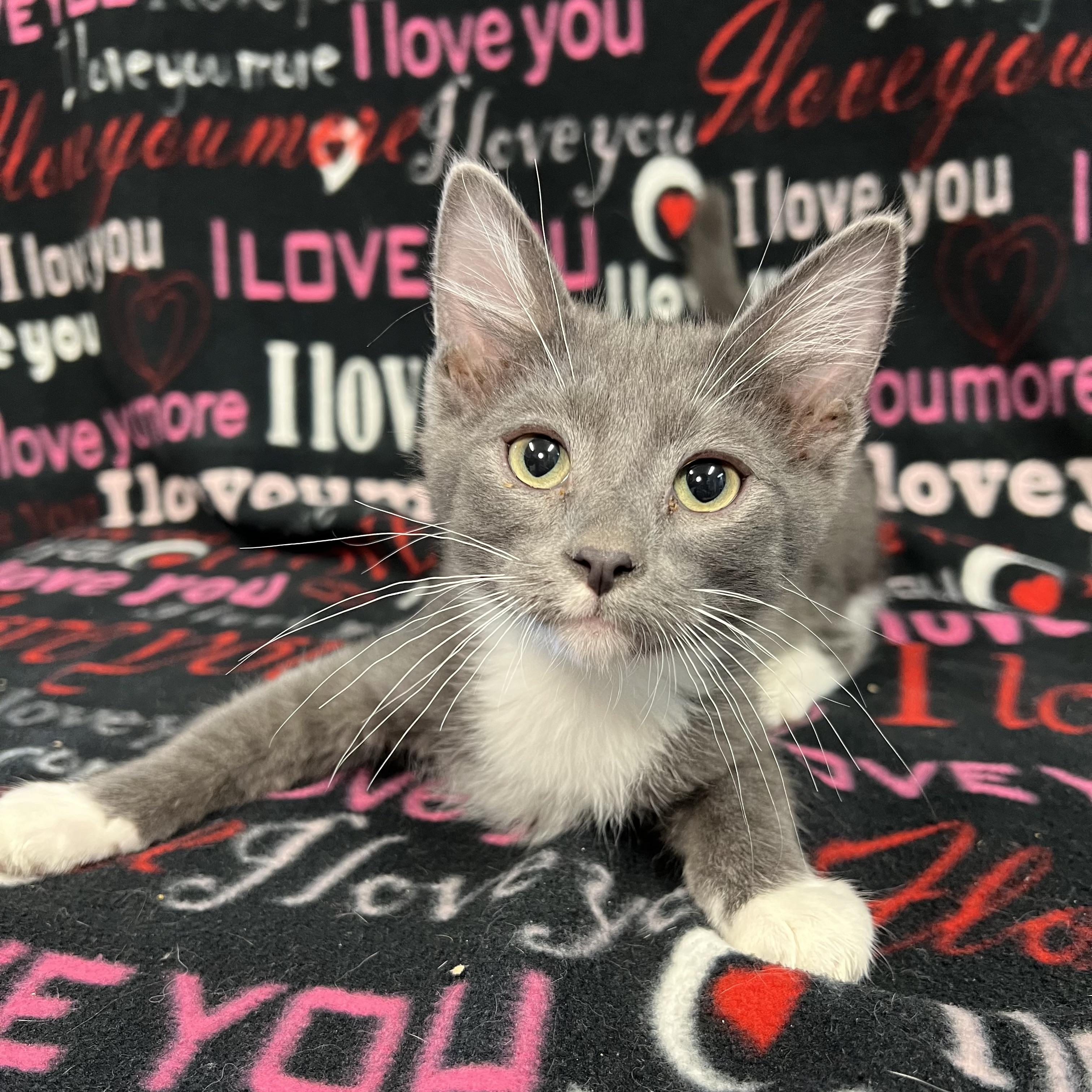 Icepop, ADOPTABLE, Kitten Male Domestic Medium Hair.