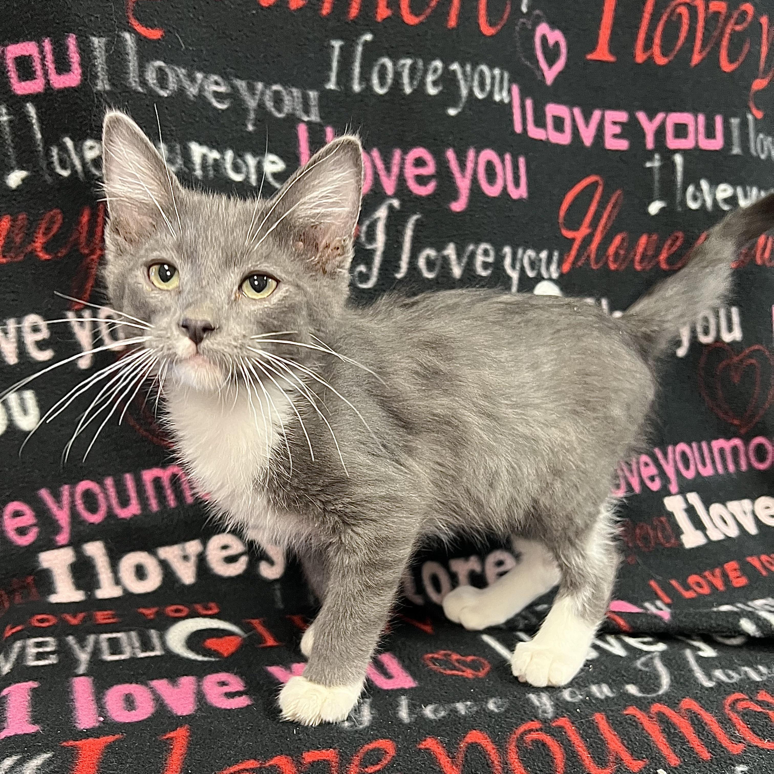 Enlarge Icepop, a ADOPTABLE Domestic Medium Hair in Fairmont, MN image 2/5