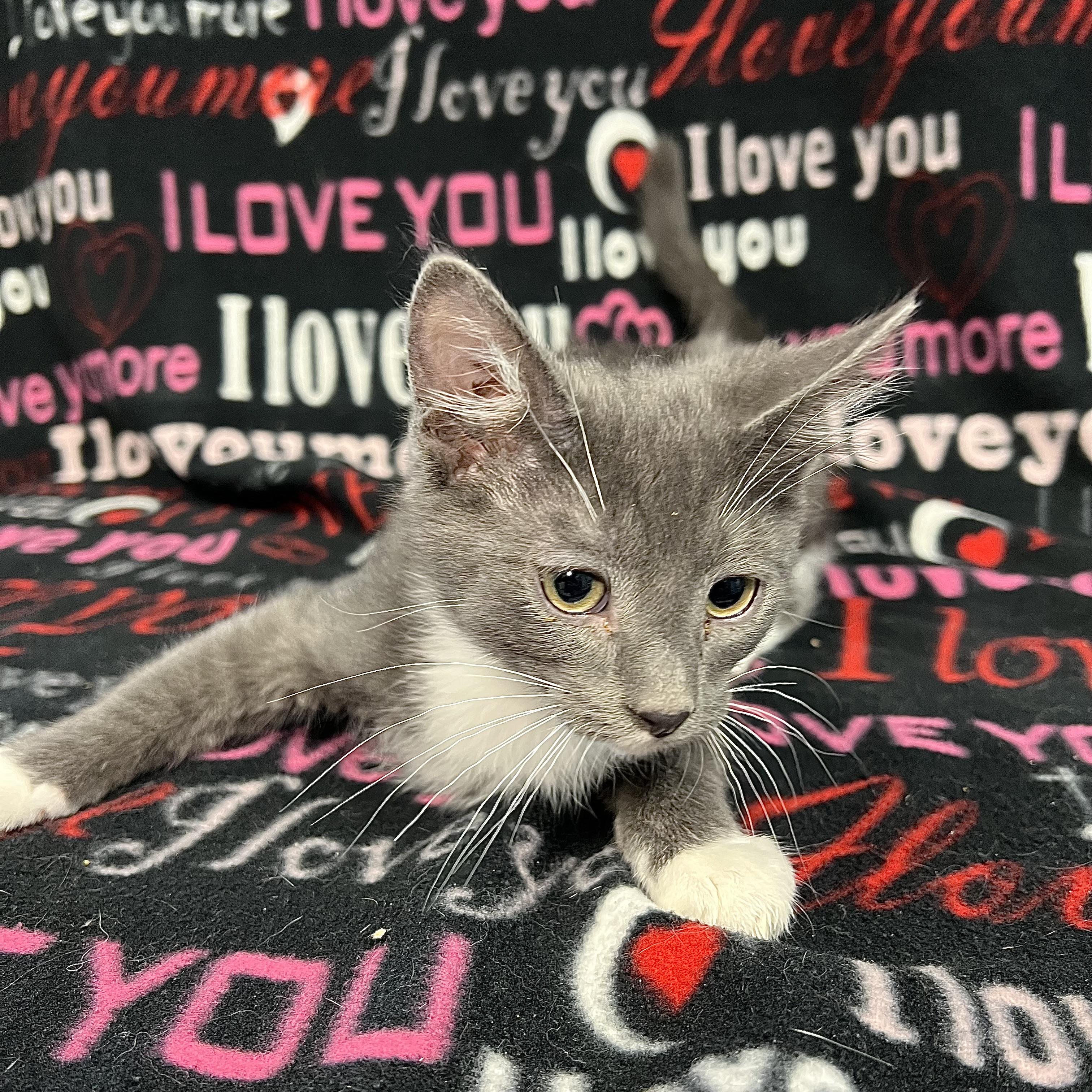 Enlarge Icepop, a ADOPTABLE Domestic Medium Hair in Fairmont, MN image 5/5