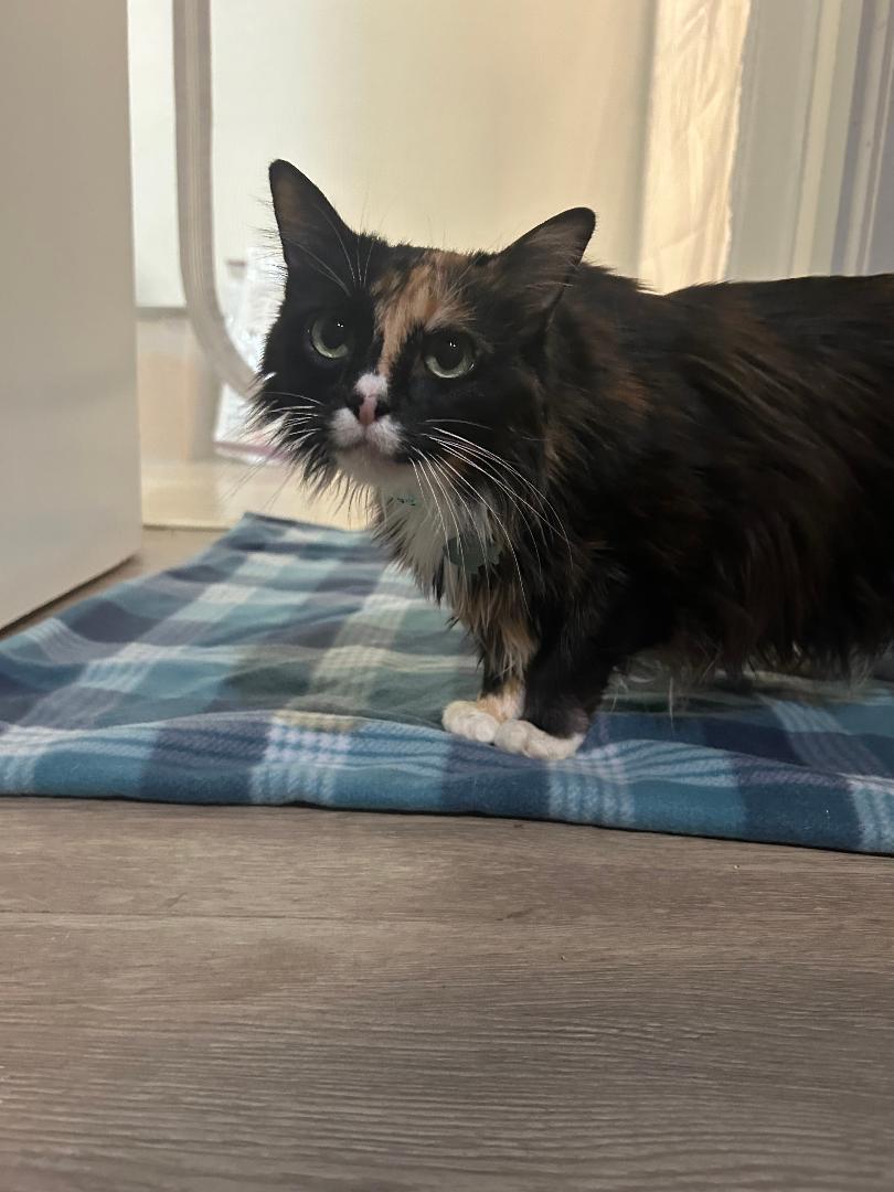 Mocha — thumbnail 2