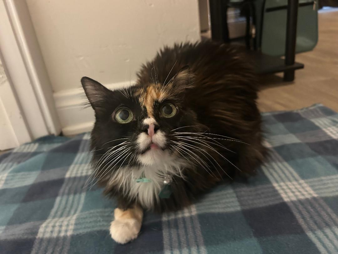 Mocha — thumbnail 3