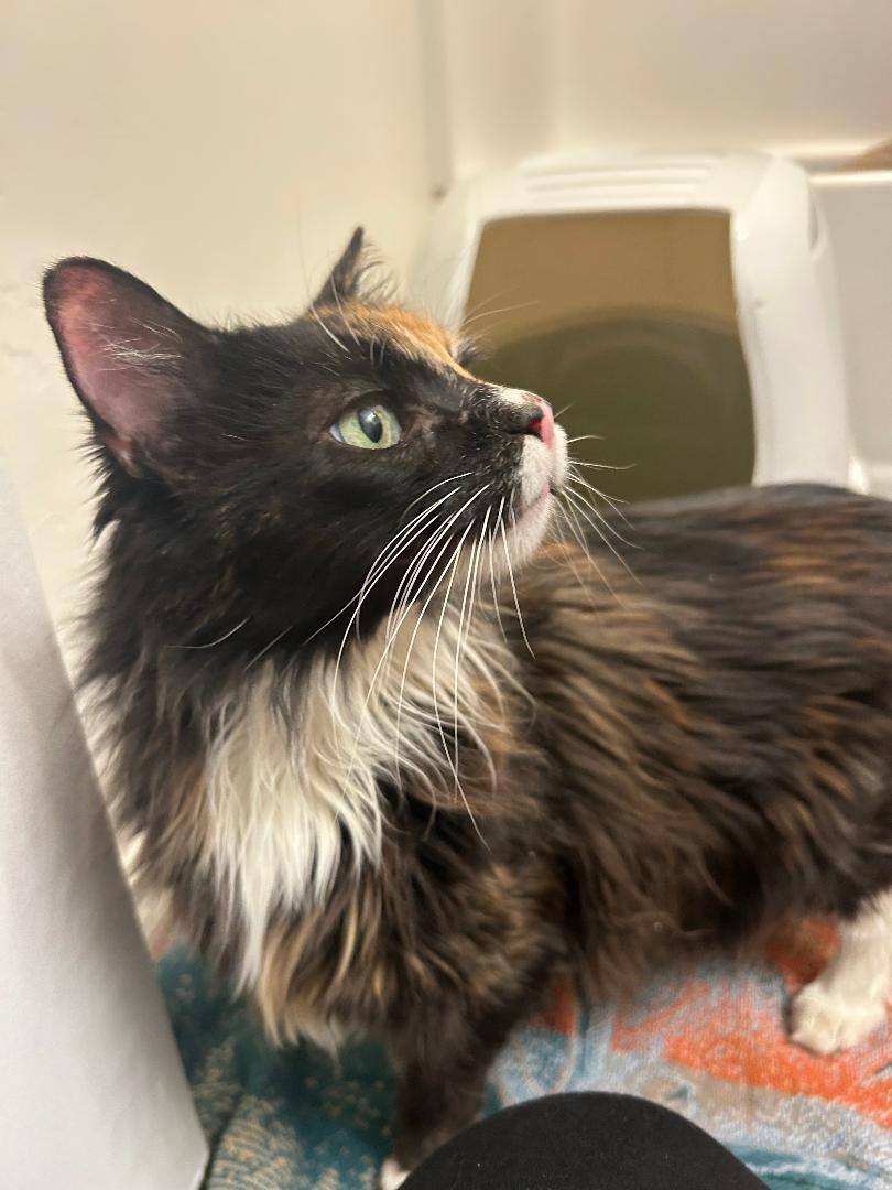 Mocha — thumbnail 4