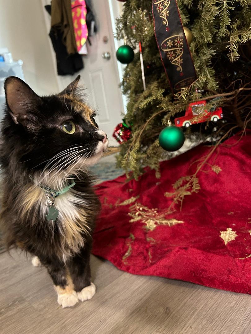 Mocha — thumbnail 5