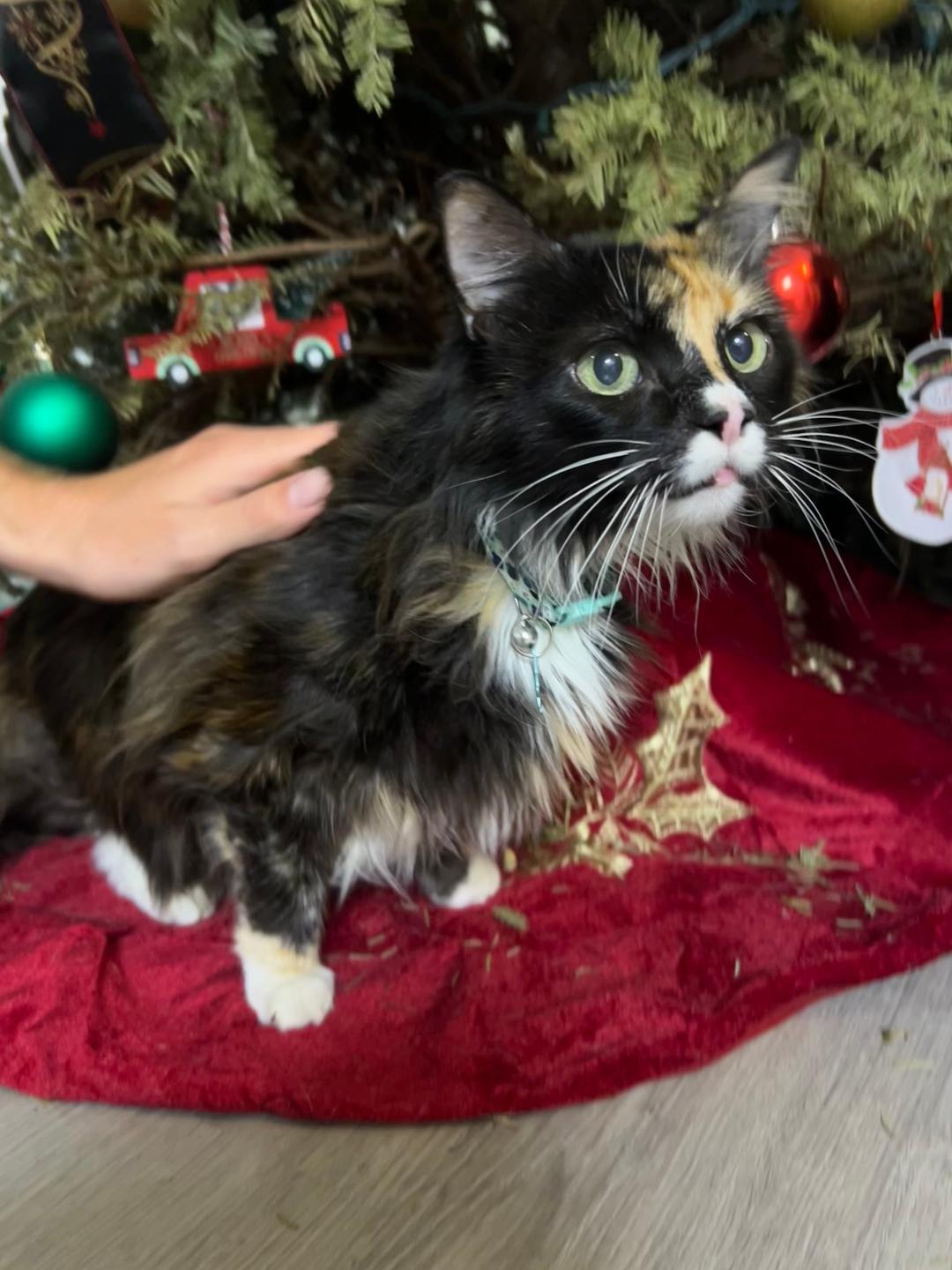 Mocha — thumbnail 6