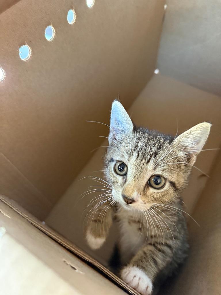 Dawn port richey, Adoptable, Kitten Female Domestic Short Hair.