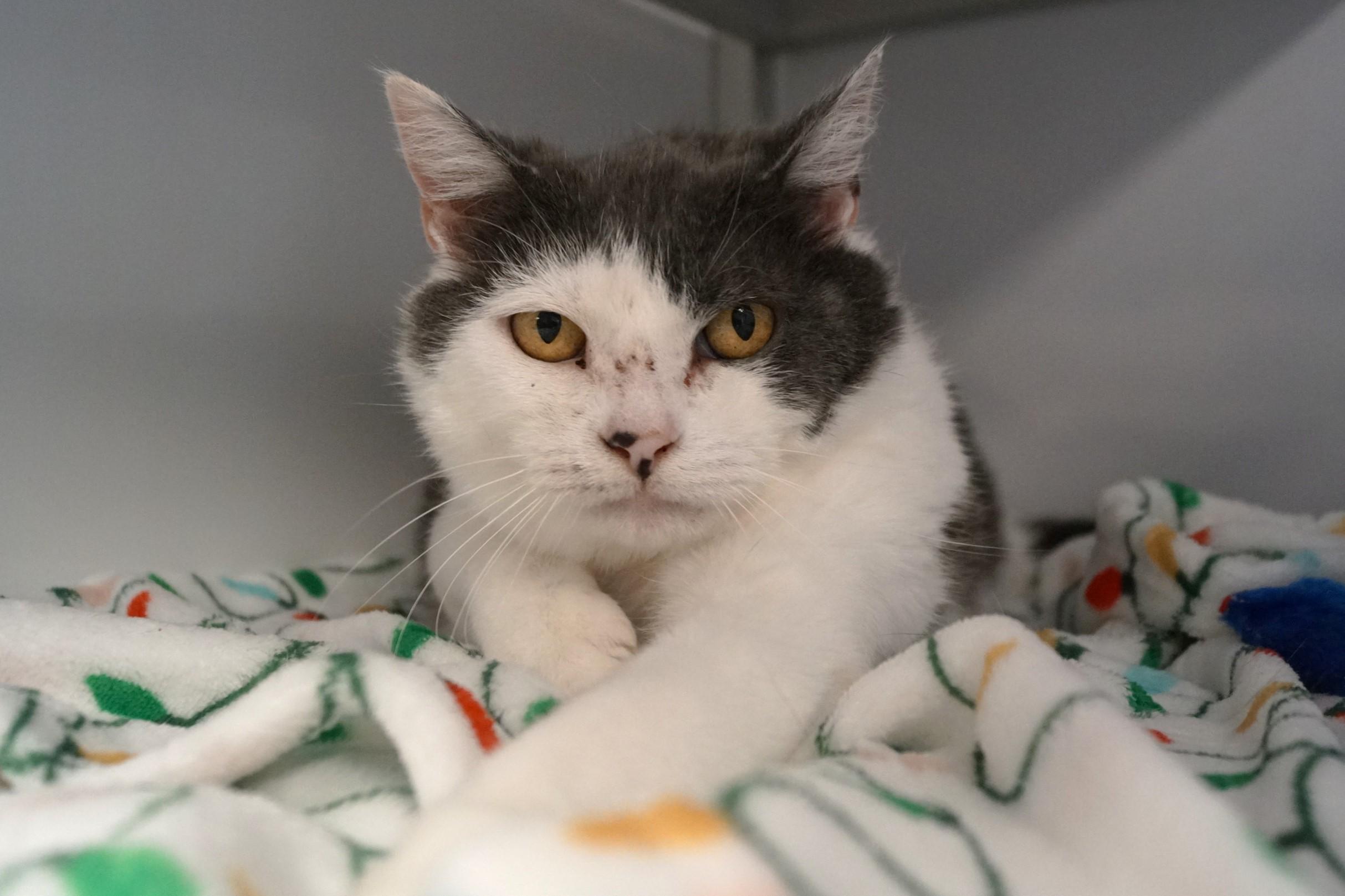Dora, Adult Female Domestic Short Hair