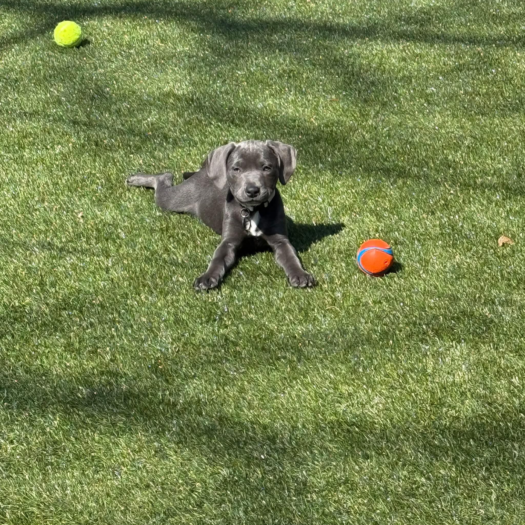 Enlarge Jessica, a ADOPTABLE mixed breed in Hatfield, PA image 5/5