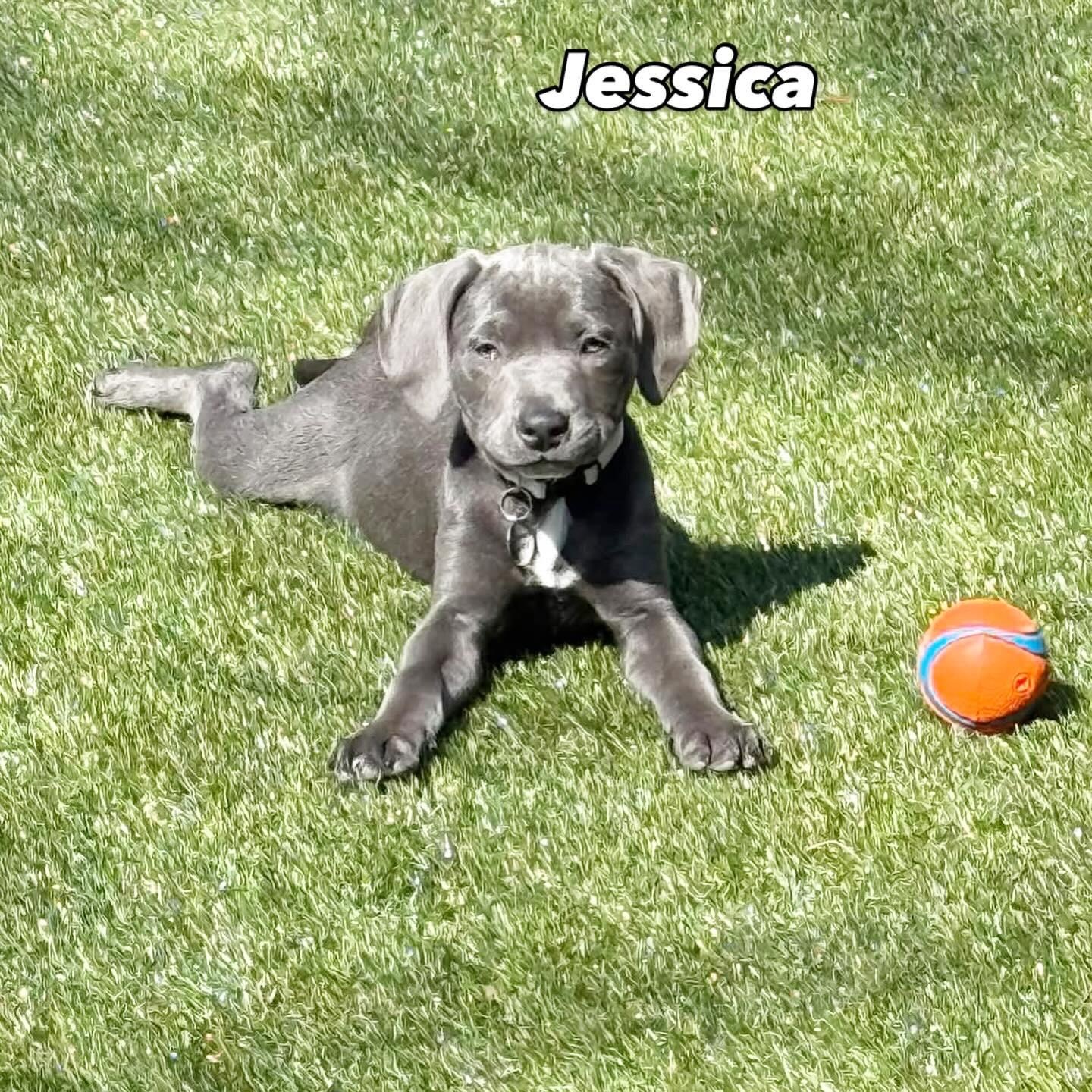 Jessica, ADOPTABLE, Puppy Female Labrador Retriever & Pit Bull Terrier.