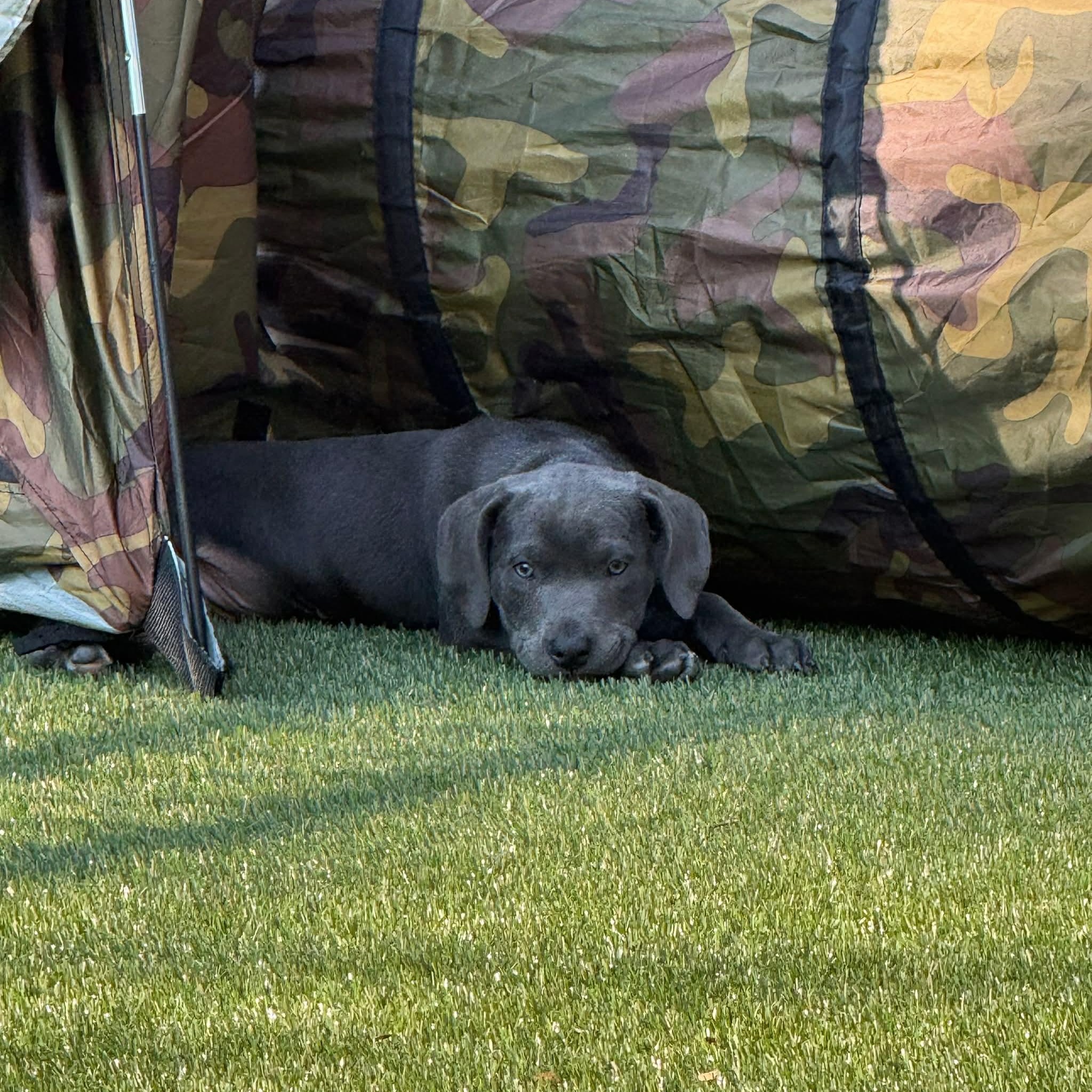 Enlarge Jessica, a ADOPTABLE mixed breed in Hatfield, PA image 3/5