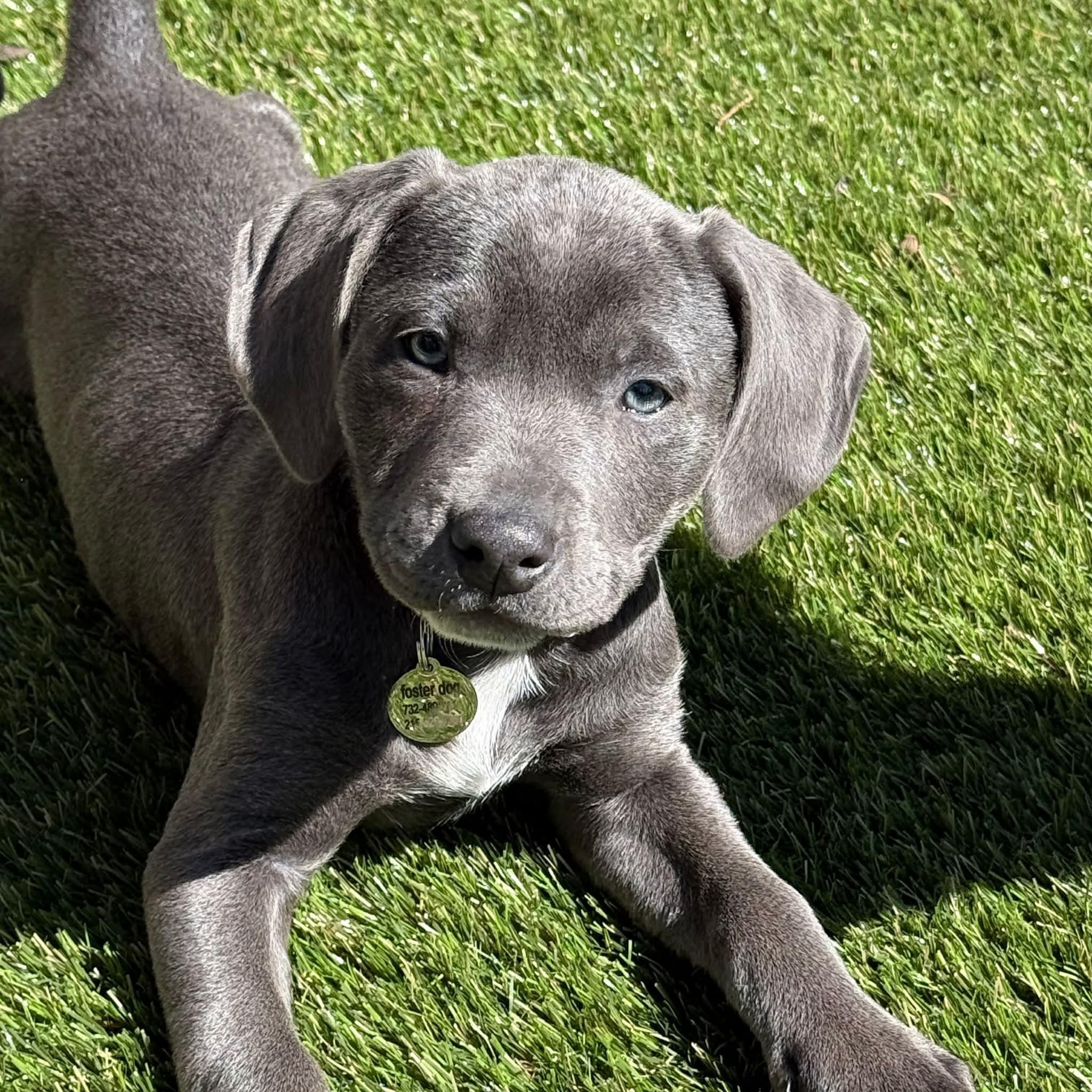 Enlarge Jessica, a ADOPTABLE mixed breed in Hatfield, PA image 2/5