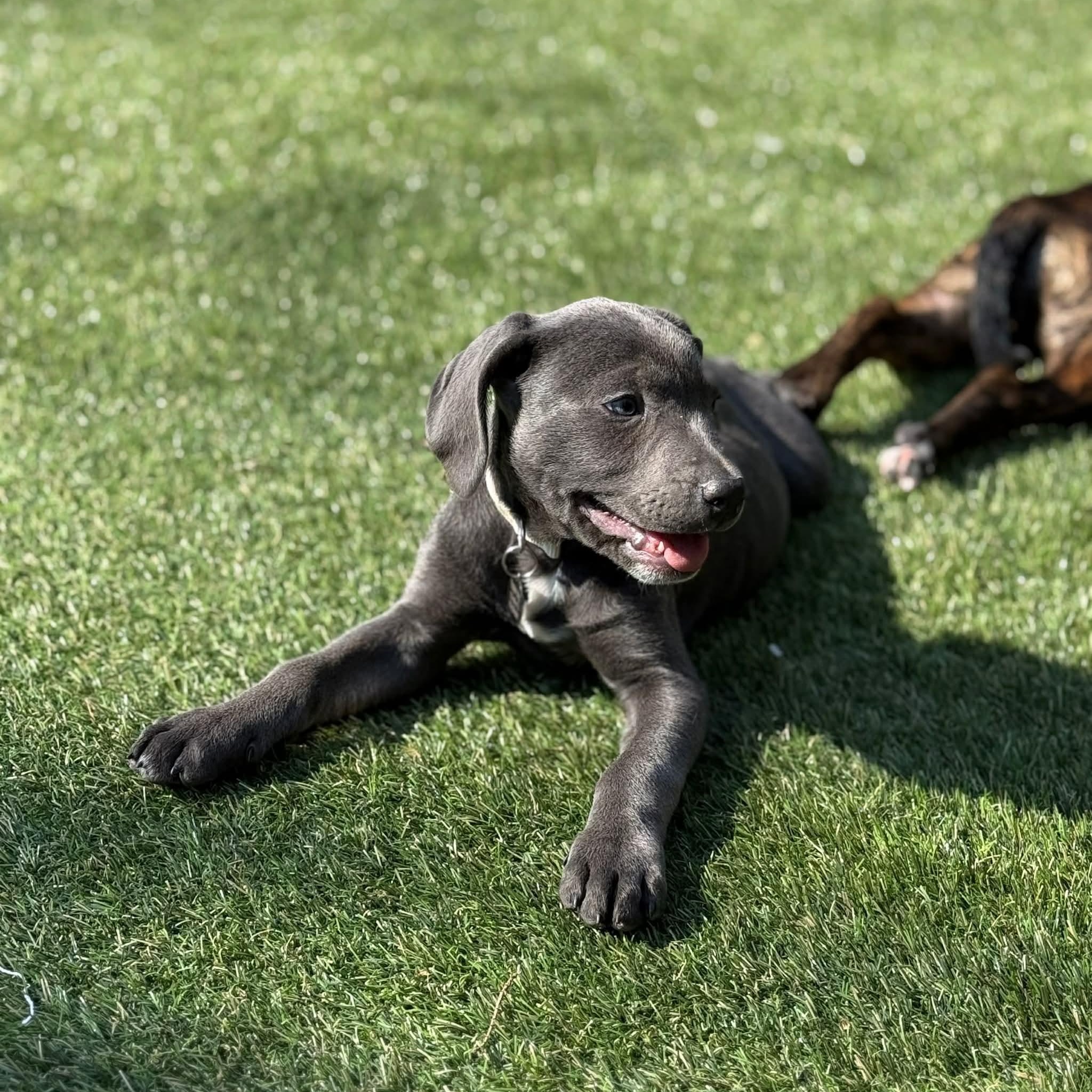 Enlarge Jessica, a ADOPTABLE mixed breed in Hatfield, PA image 4/5