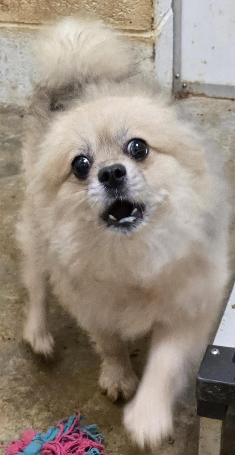 Enlarge ROCKET, a Adoptable Pomeranian in Chicopee, MA image 1/4