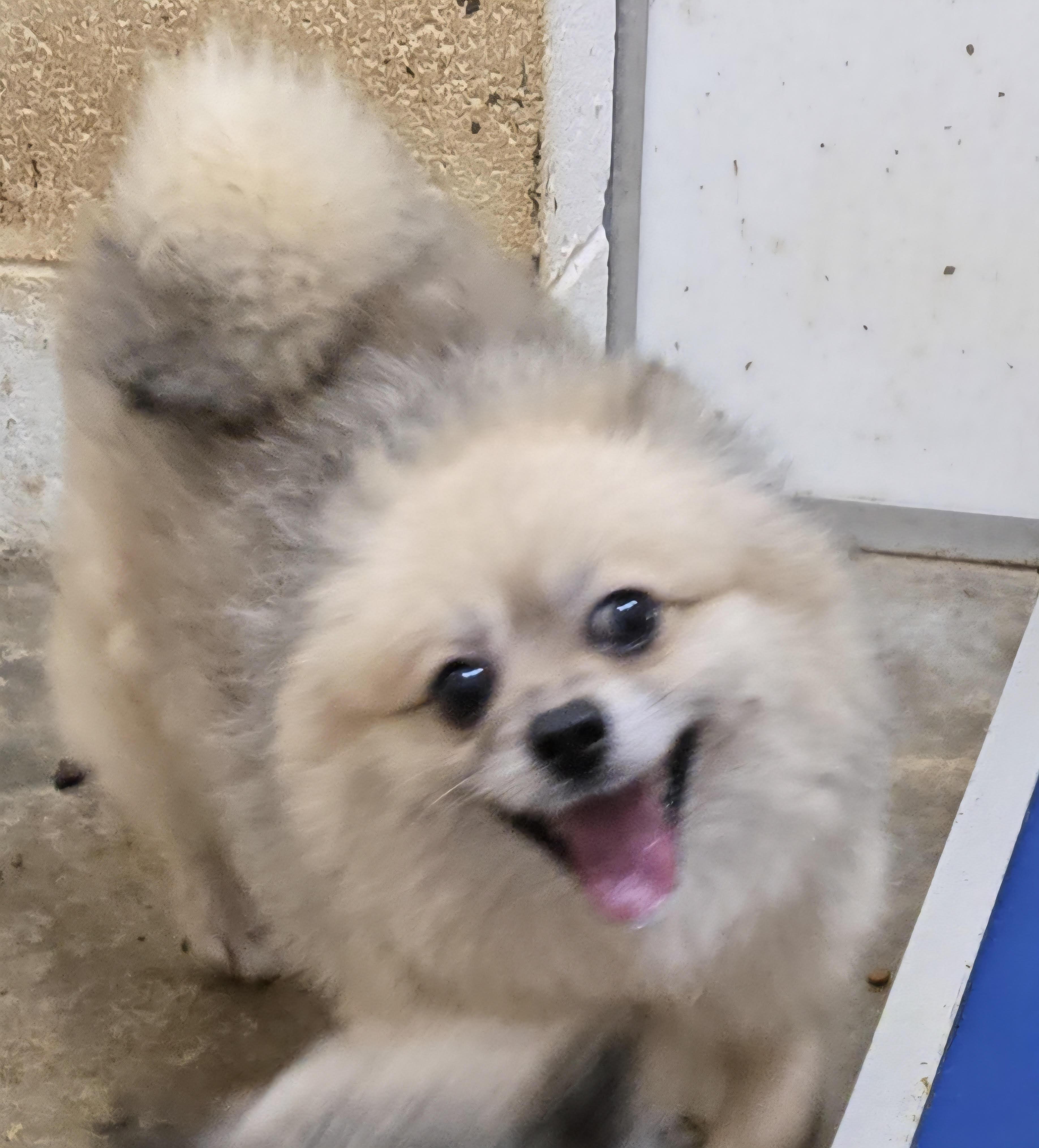Enlarge ROCKET, a Adoptable Pomeranian in Chicopee, MA image 3/4