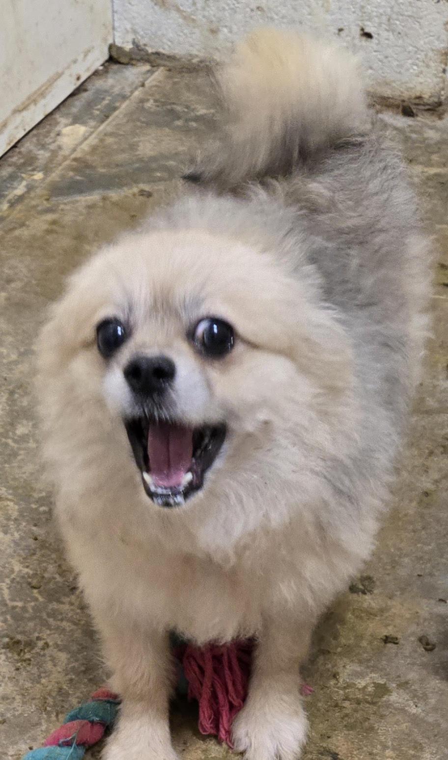 Enlarge ROCKET, a Adoptable Pomeranian in Chicopee, MA image 2/4