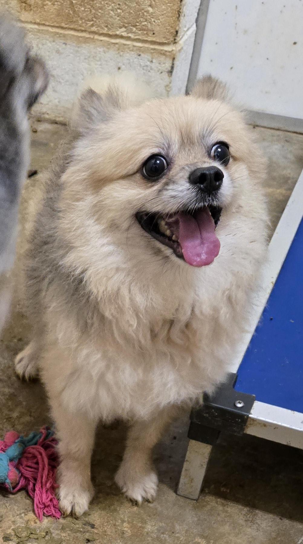 Enlarge ROCKET, a Adoptable Pomeranian in Chicopee, MA image 4/4