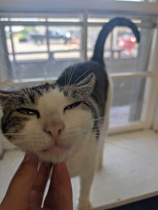 DEVORELLA, Adoptable, Young Female Domestic Short Hair.