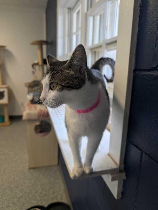 Enlarge DEVORELLA, a Adoptable mixed breed in Athens, AL image 2/6