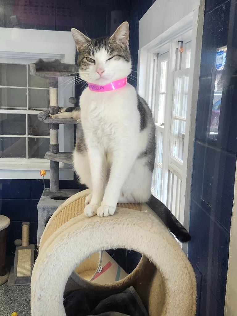 DEVORELLA, Adoptable, Young Female Domestic Short Hair.