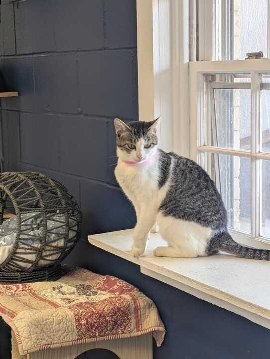 Enlarge DEVORELLA, a Adoptable mixed breed in Athens, AL image 4/6