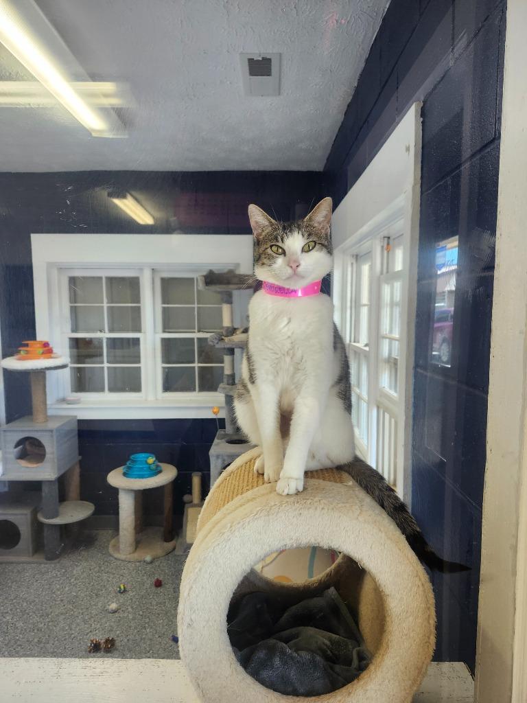 DEVORELLA, a Adoptable mixed breed in Athens, AL image 2/3