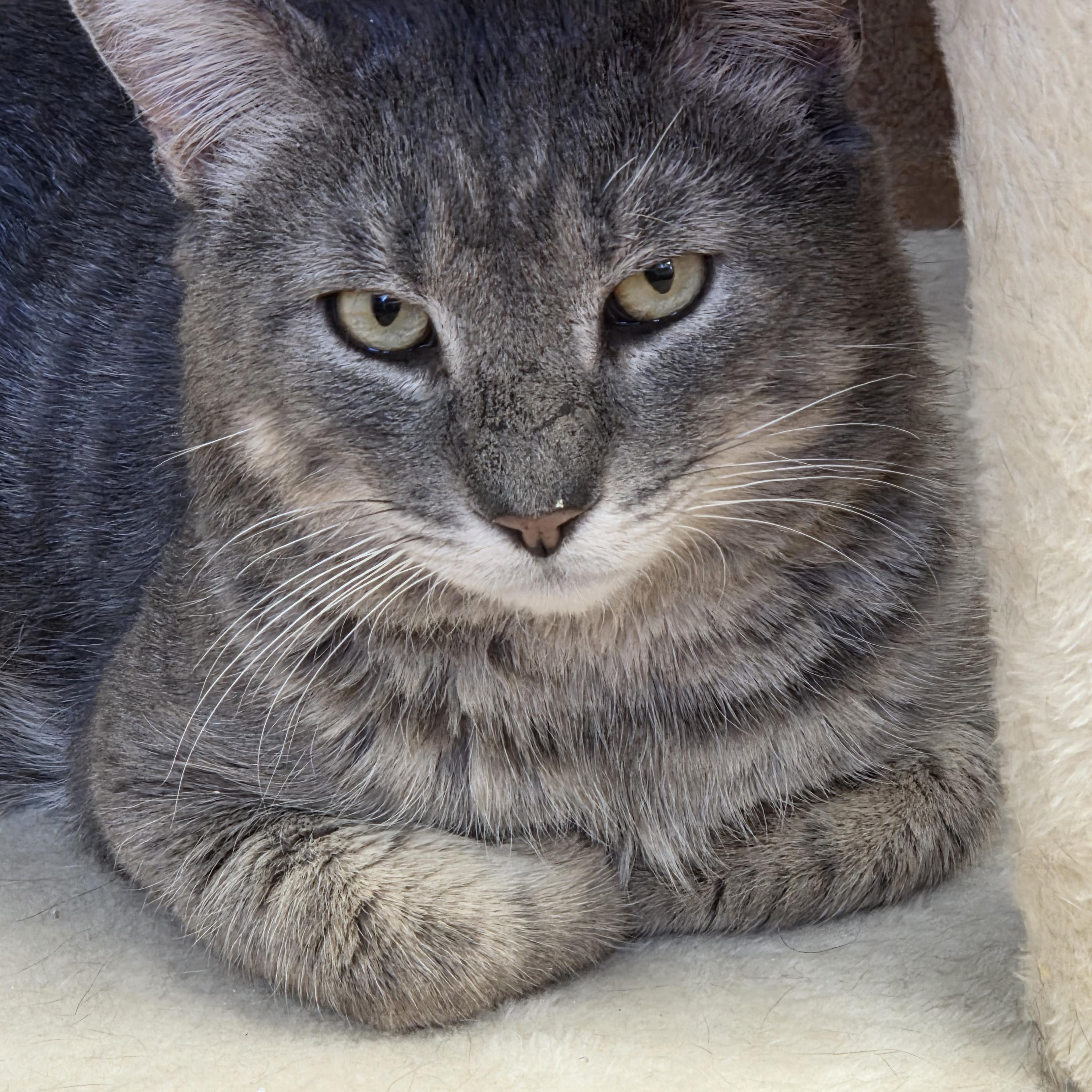 Enlarge Joe Hill, a ADOPTABLE Domestic Short Hair in Norwalk, CT image 1/3