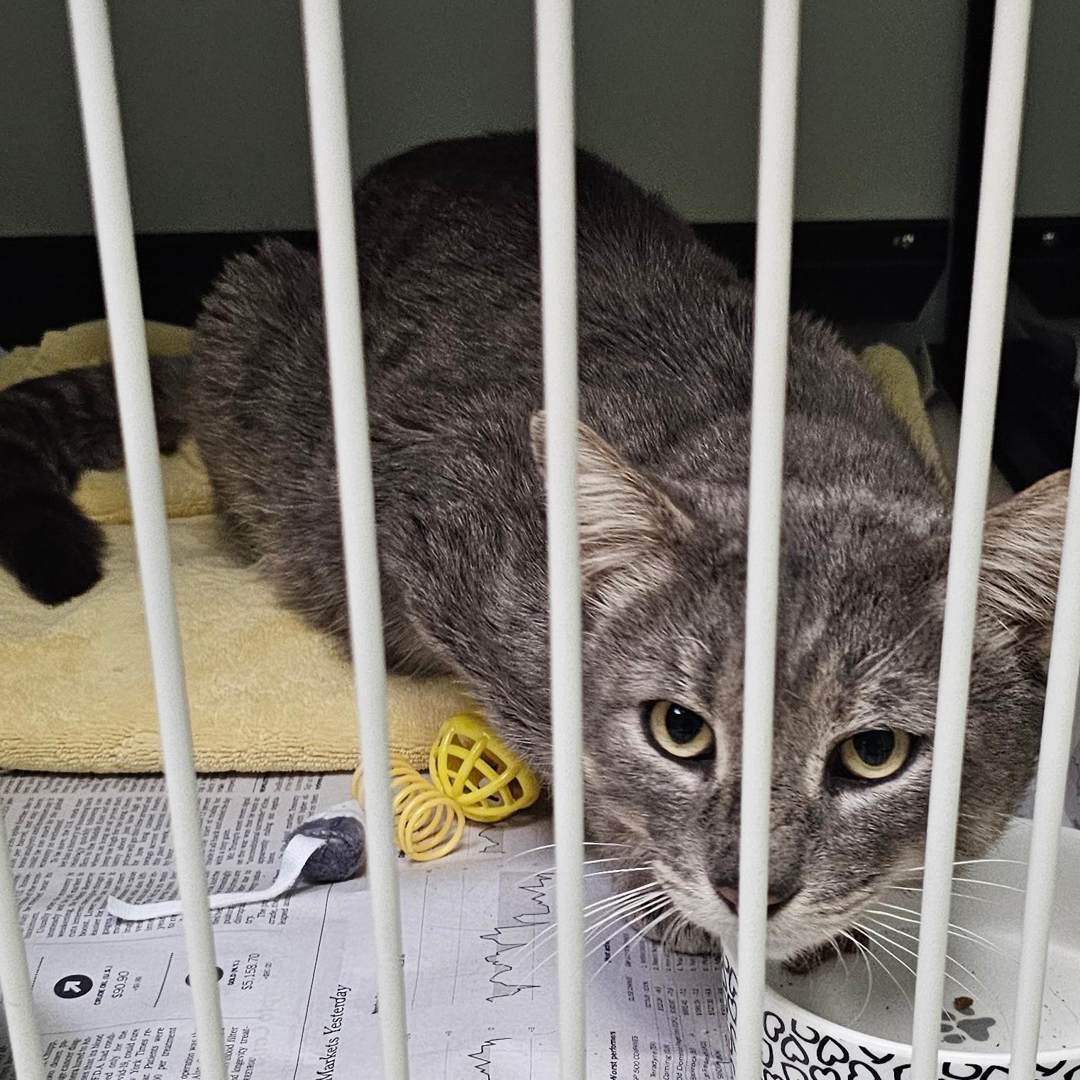 Enlarge Joe Hill, a ADOPTABLE Domestic Short Hair in Norwalk, CT image 3/3