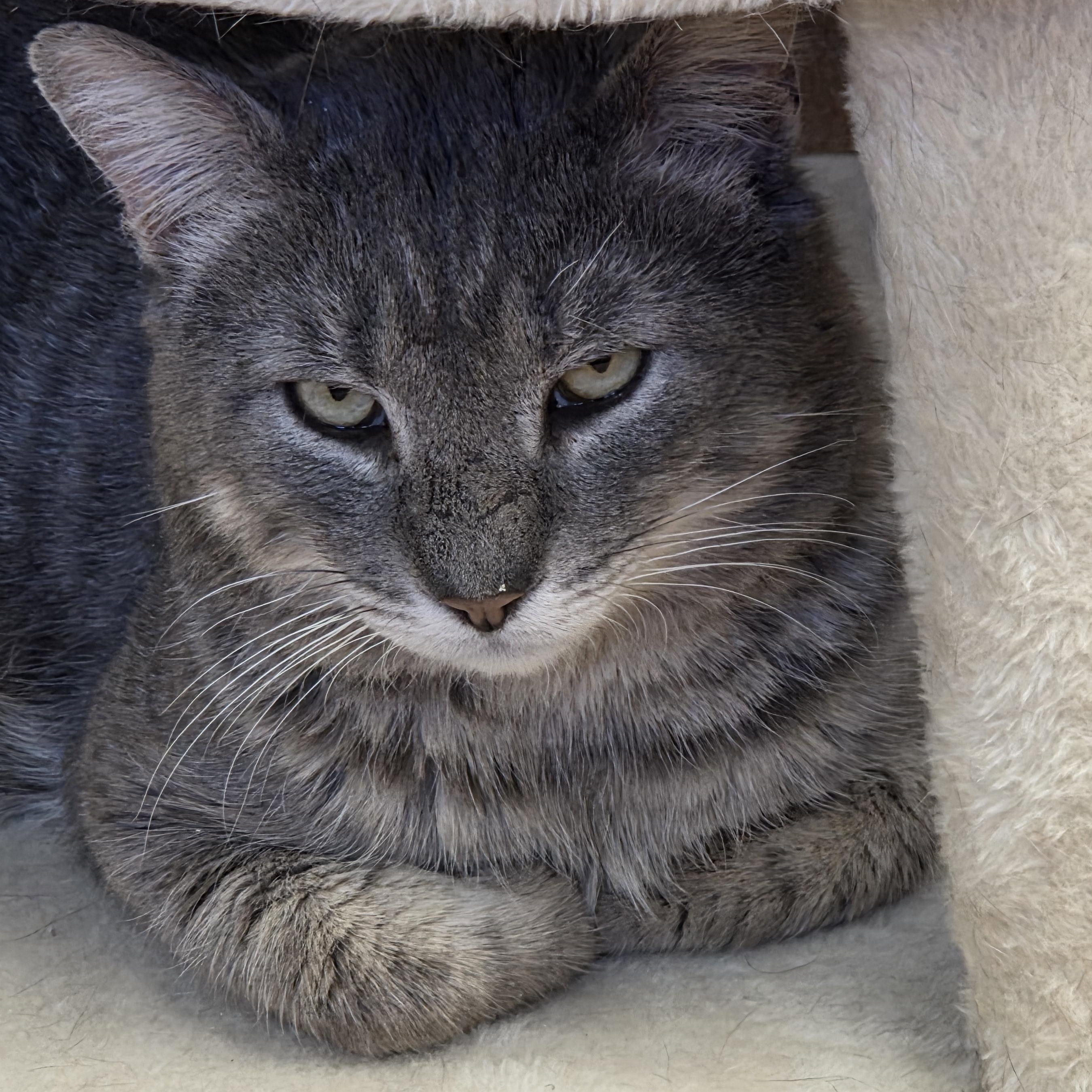 Enlarge Joe Hill, a ADOPTABLE Domestic Short Hair in Norwalk, CT image 2/3